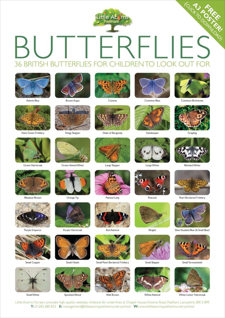 FREE Butterfly Spotting Poster Activity For Children Under 5s