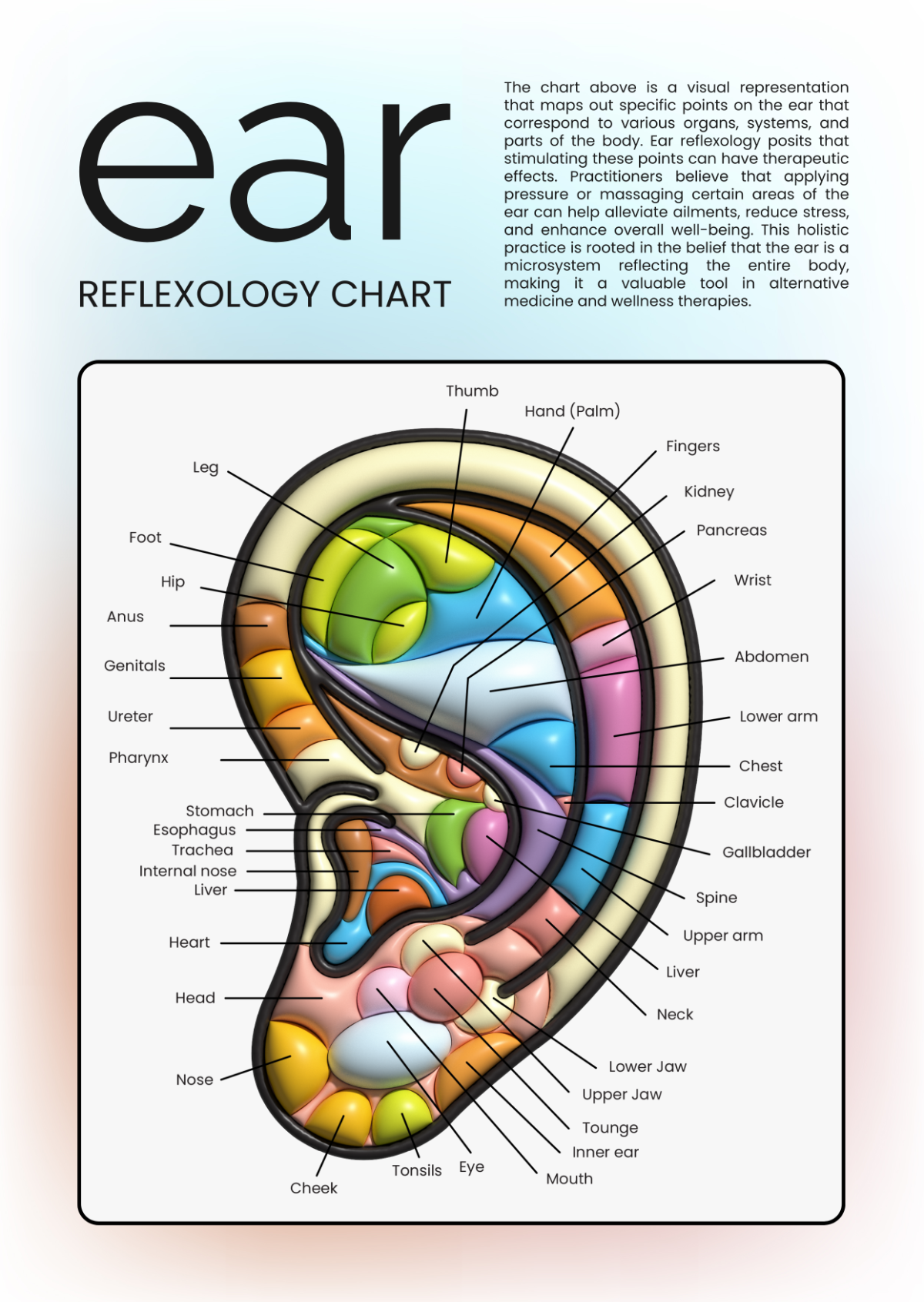 Printable Ear Reflexology Chart