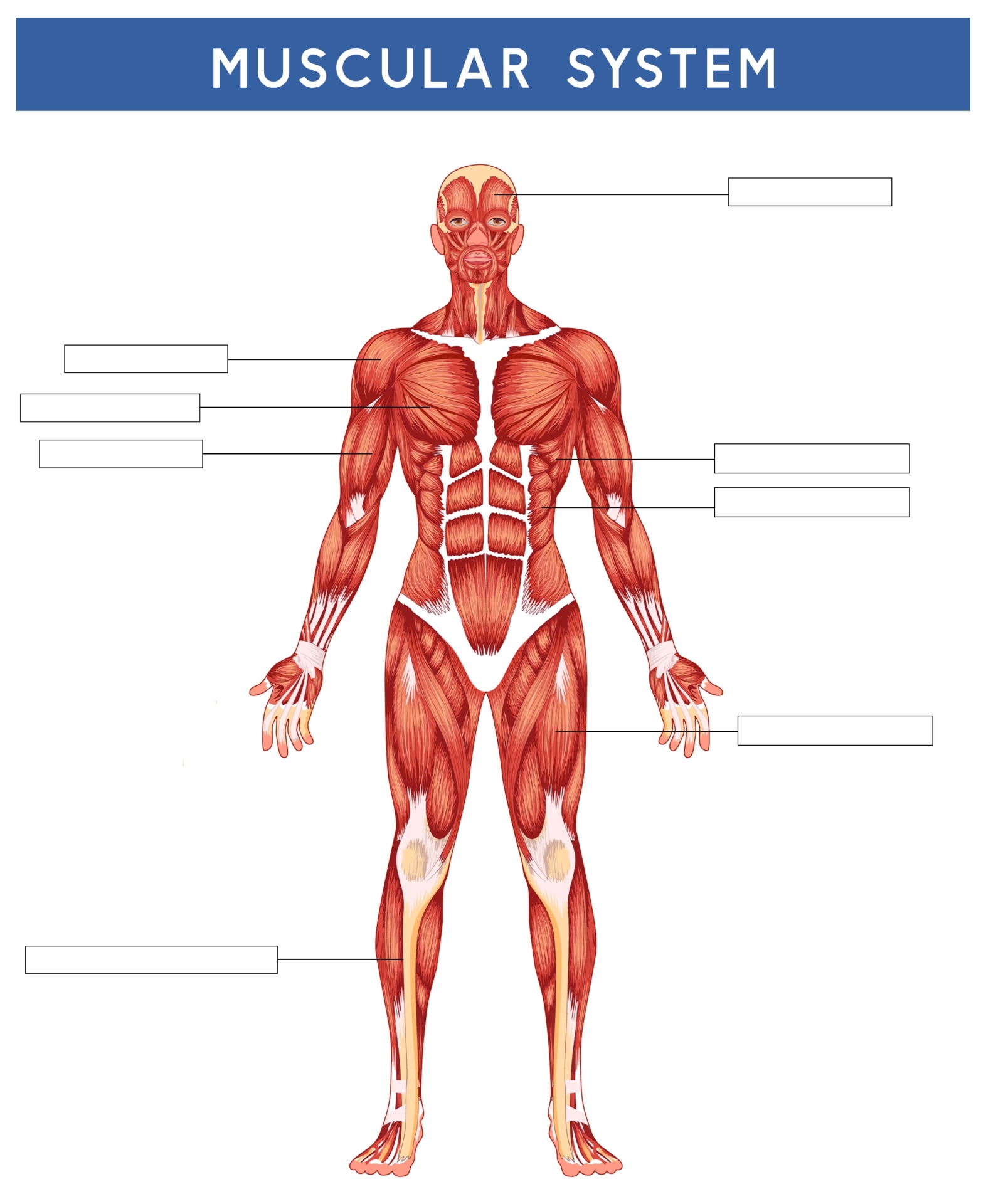 Free Muscular System For Kids Worksheet Download Free Muscular System For Kids Worksheet Png Images Free Worksheets On Clipart Library