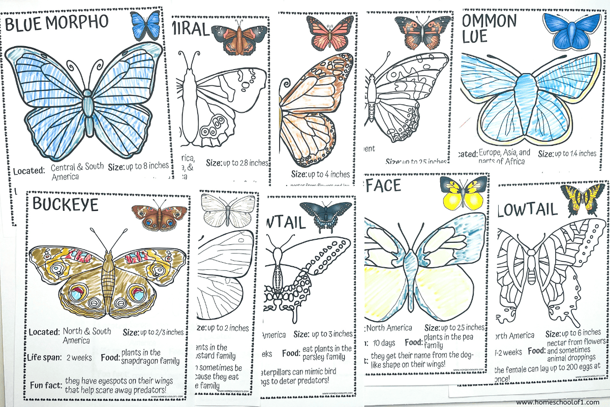 Printable Chart Of North American Butterflies