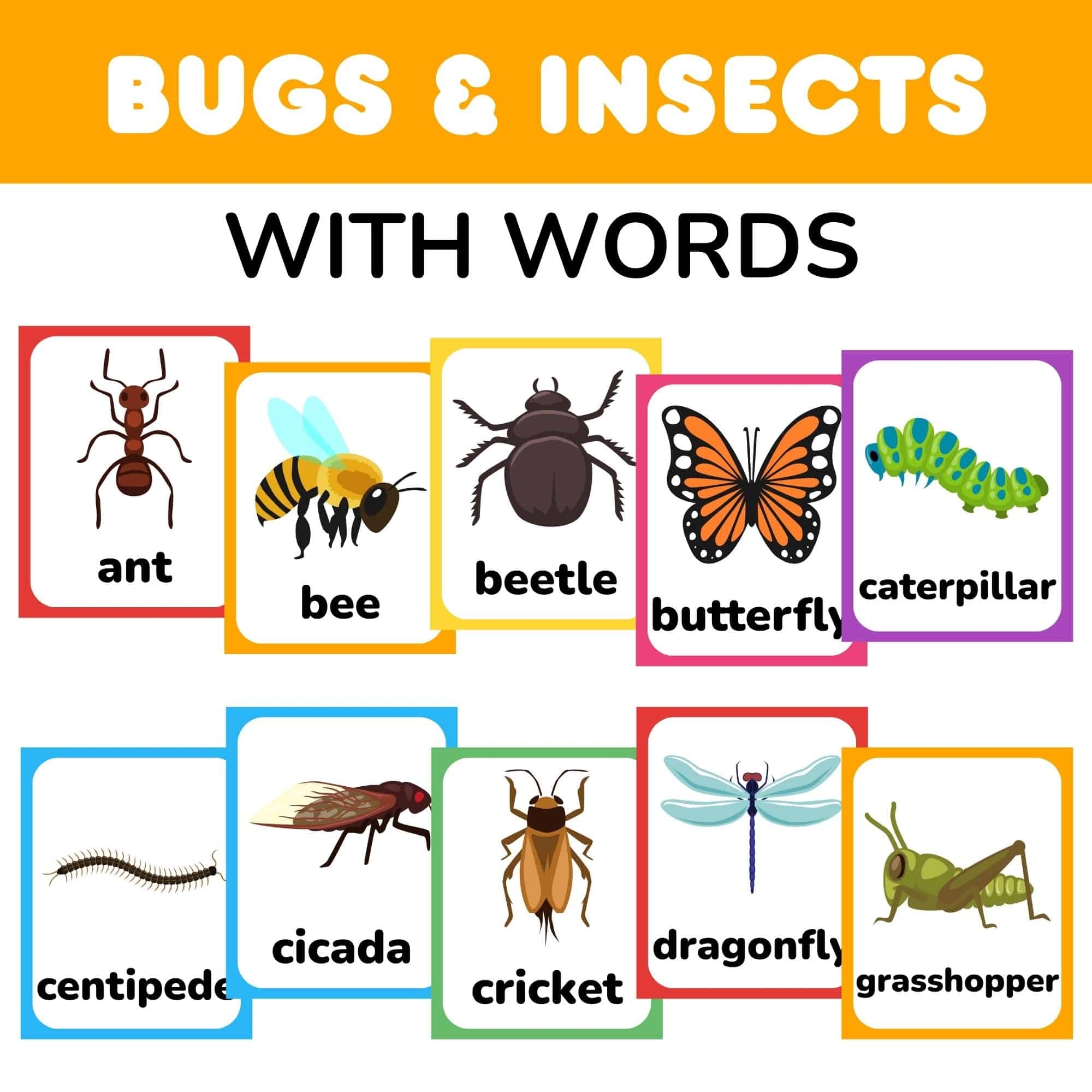 Free Printable Insect And Bugs Flashcards With Words PDF
