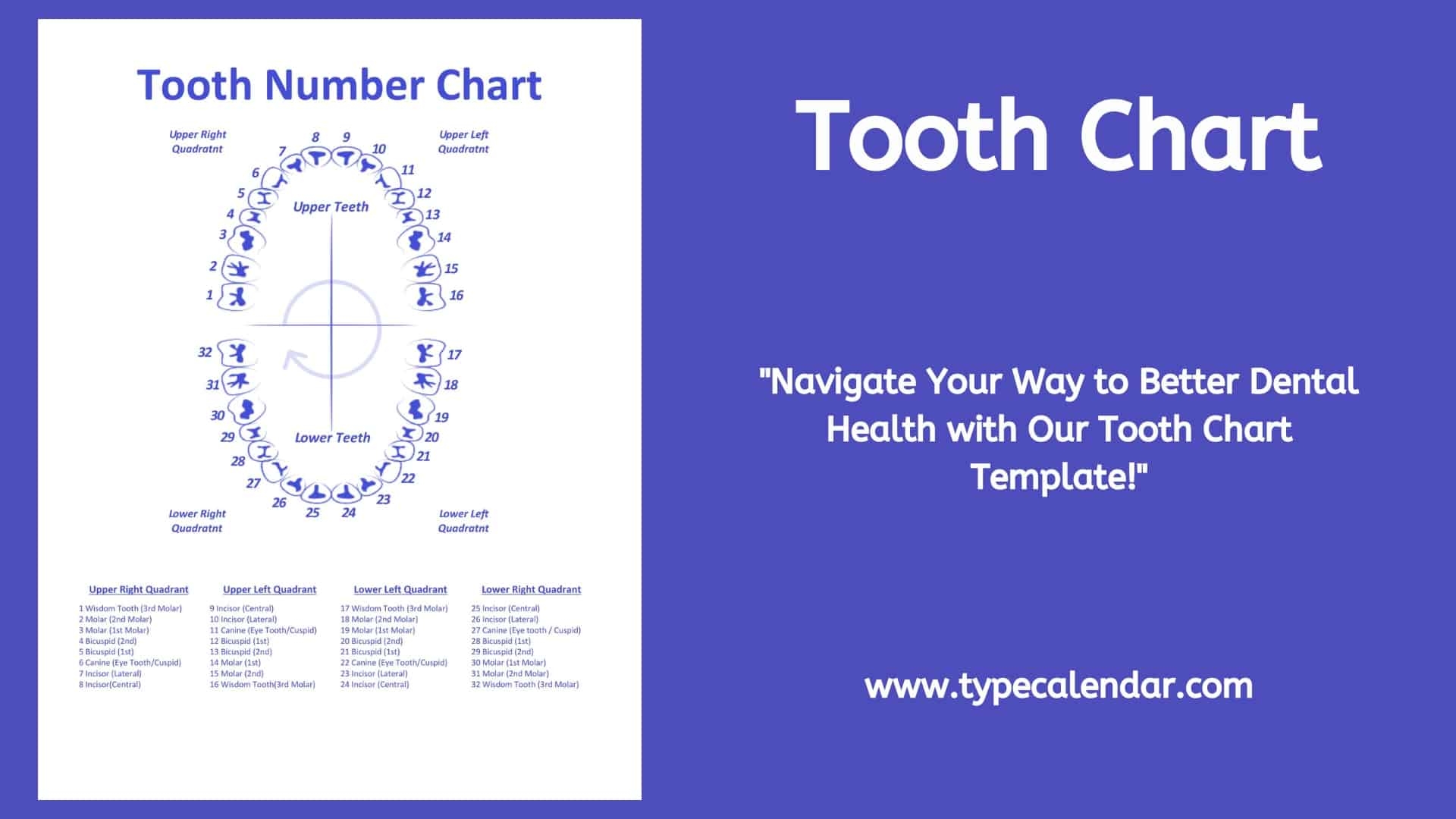 Free Printable Tooth Chart Templates Dental Chart Teeth Numbers PDF Free Printable Tooth Chart Templates Dental Chart Teeth Numbers PDF