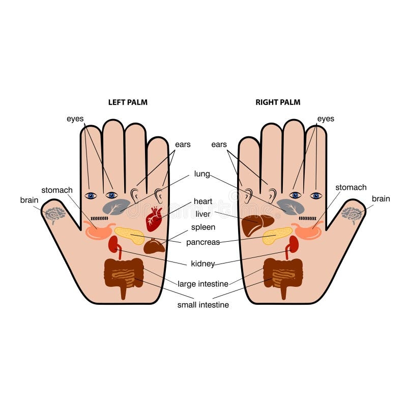 Hand Reflexology Chart Vector Illustration Stock Vector Illustration Of Alternative Aesthetic 102557526