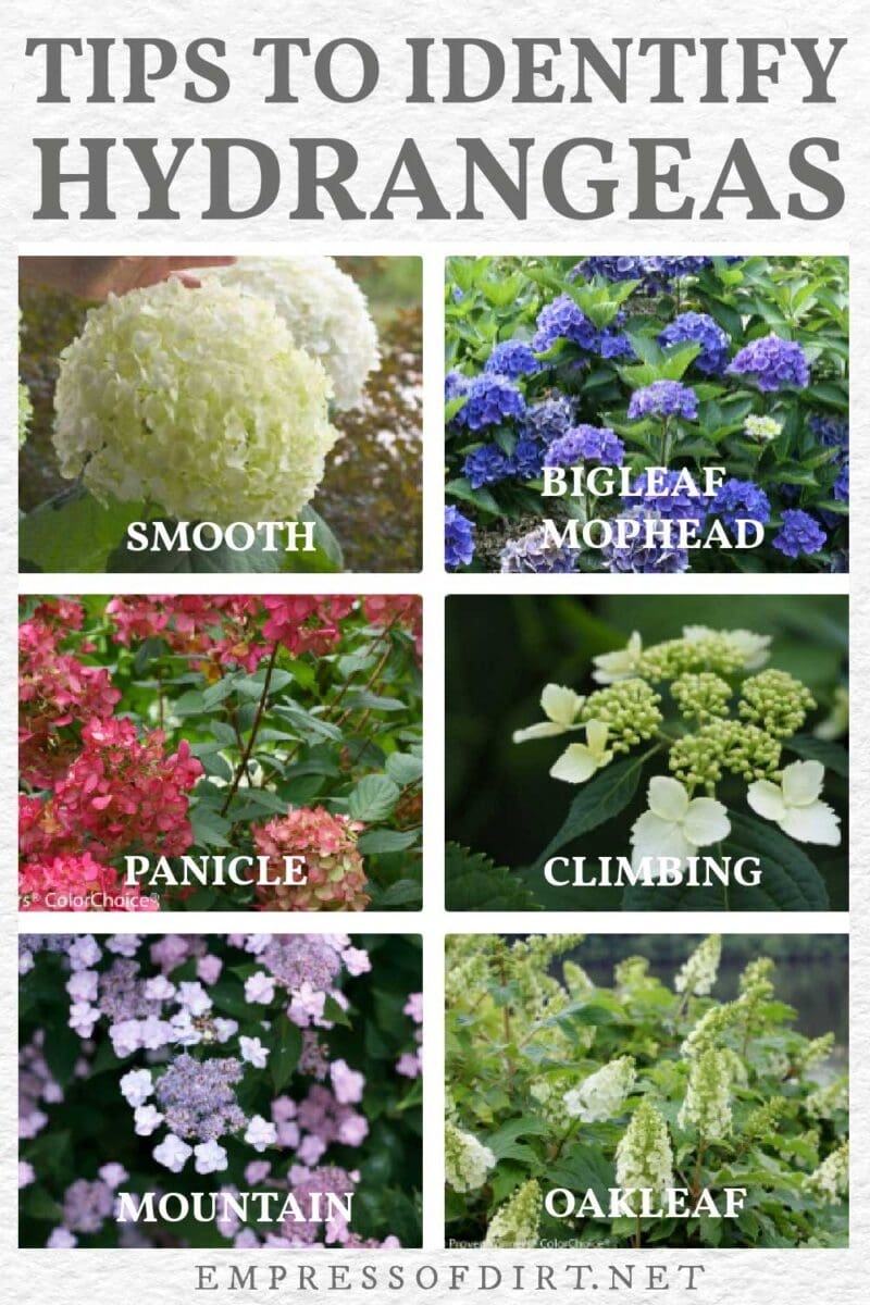 Printable Hydrangea Chart Proven Winners