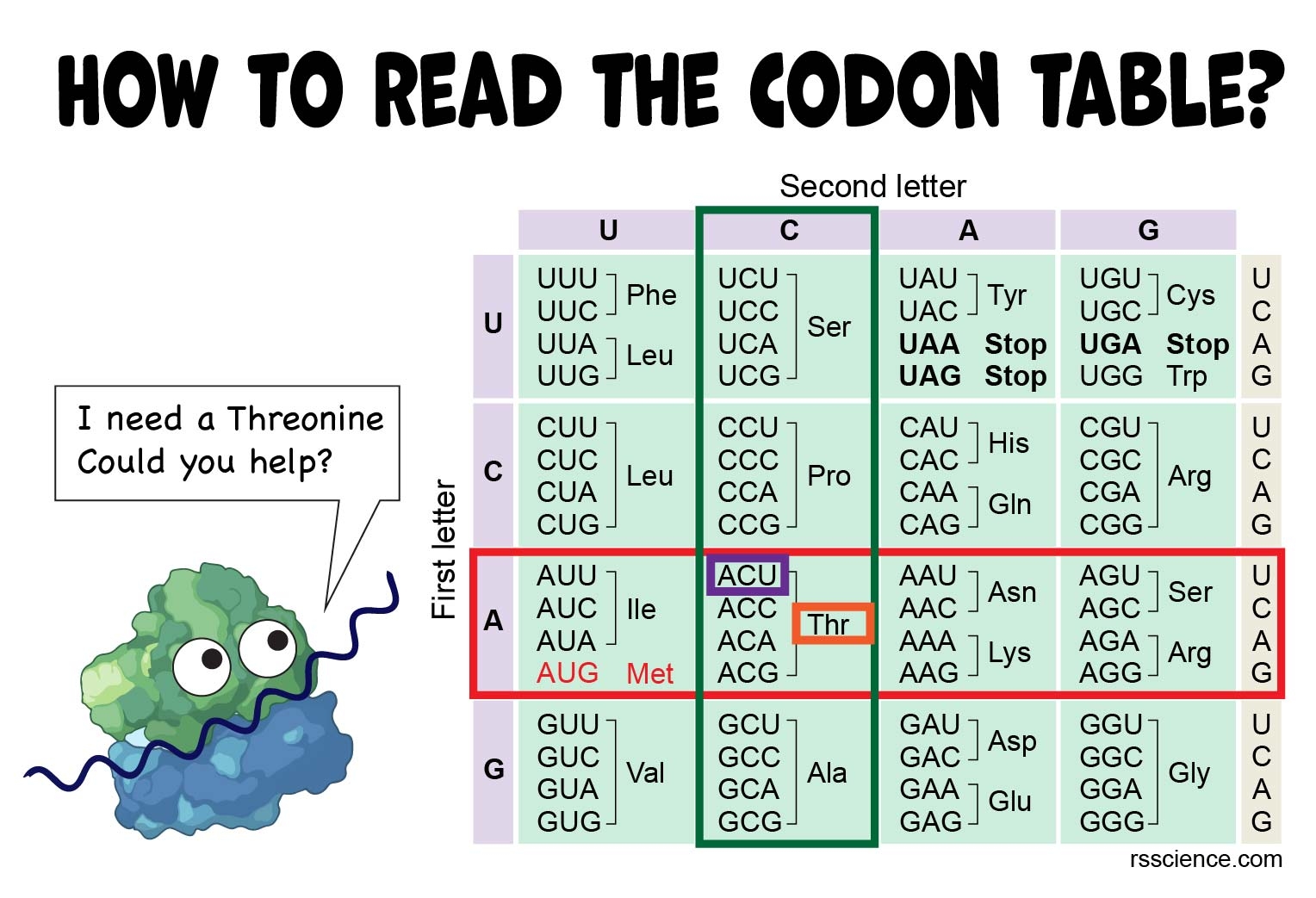 How To Read The Amino Acids Codon Chart Genetic Code And MRNA Translation Rs Science How To Read The Amino Acids Codon Chart Genetic Code And MRNA Translation Rs Science