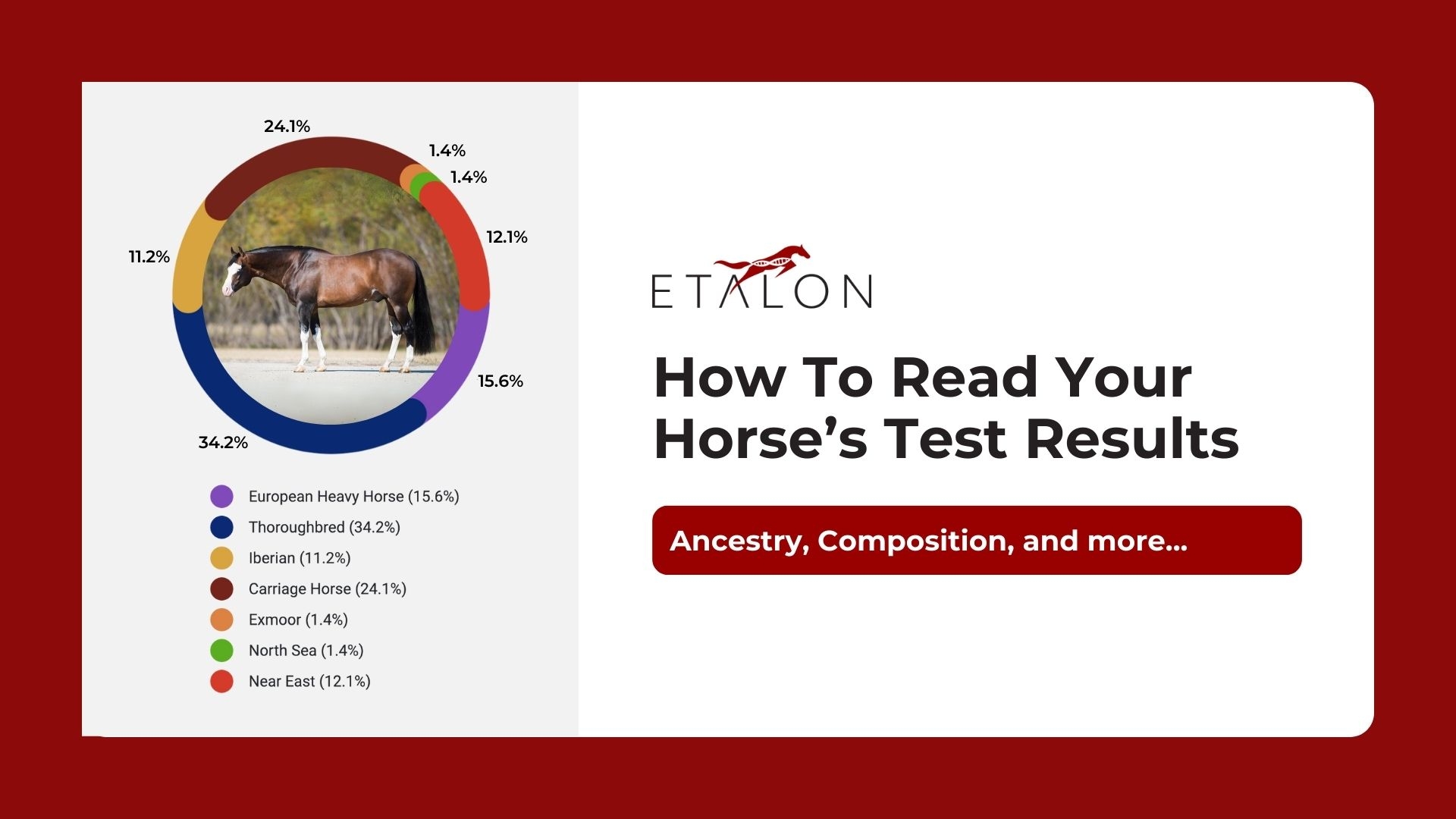 Classification Of Horses Chart Printable