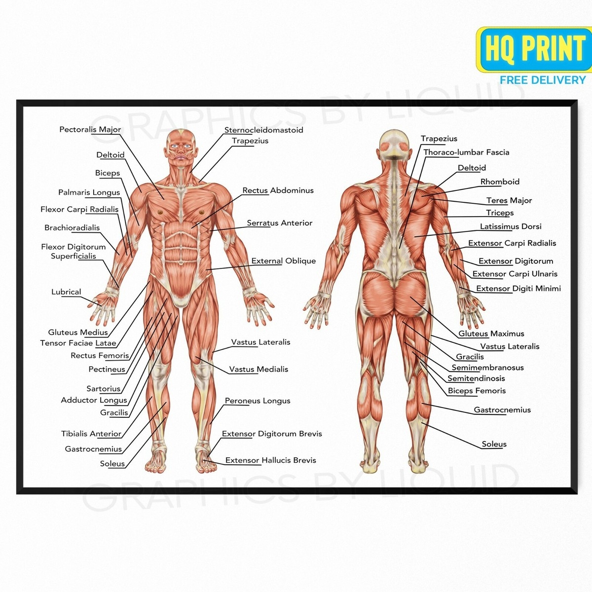 Human Anatomy Muscular System Chart Muscle Chart Body Educational Poster Print EBay Human Anatomy Muscular System Chart Muscle Chart Body Educational Poster Print EBay