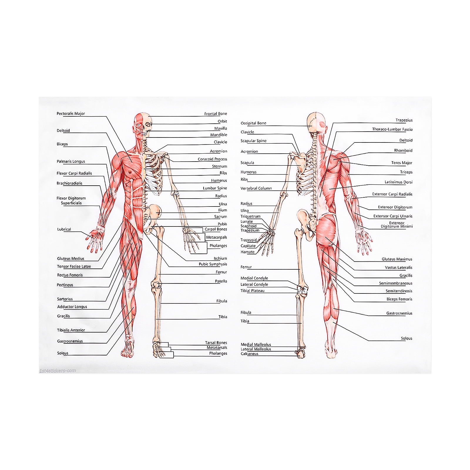 Printable Muscle Body Chart Printable Muscle Body Chart