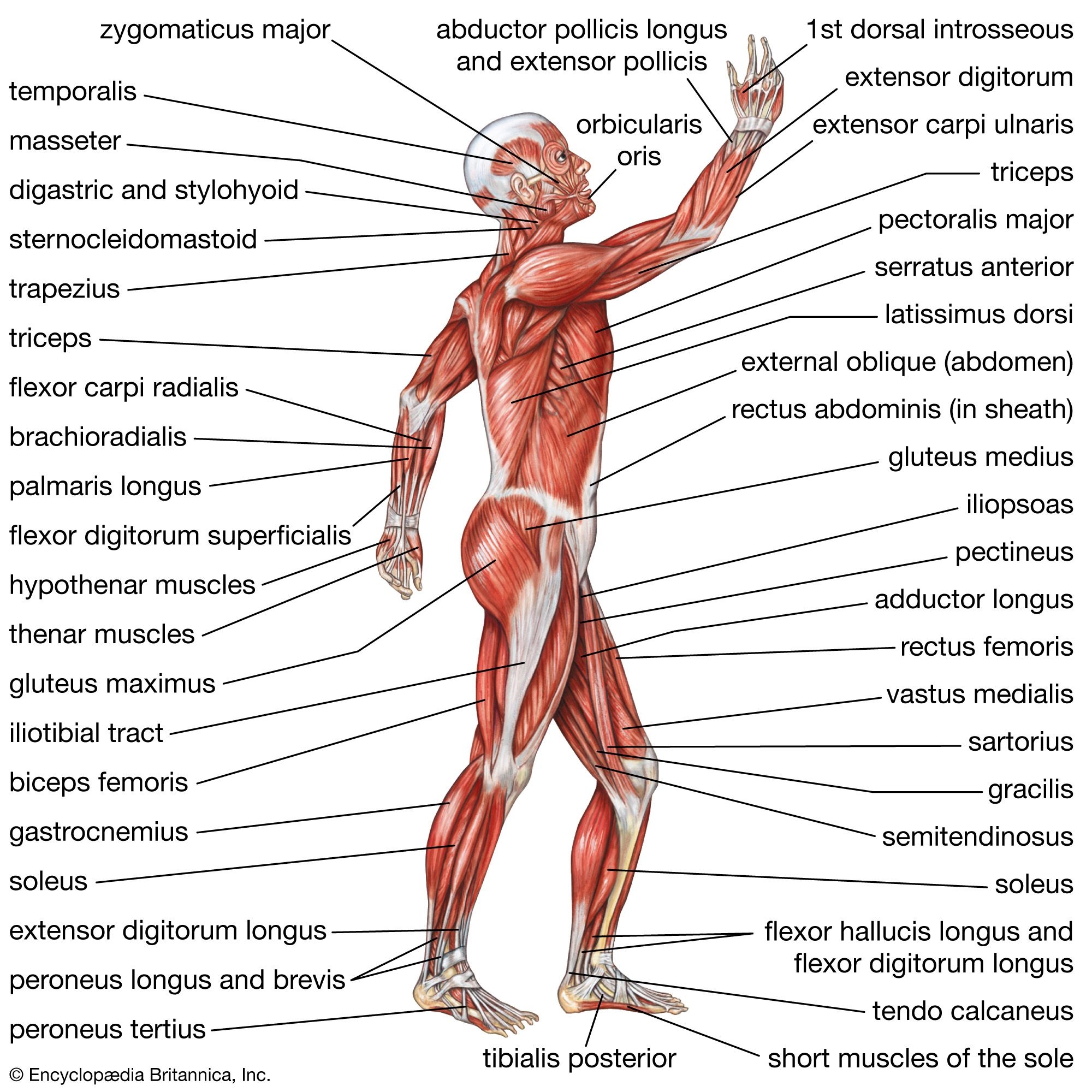 Printable Musculoskeletal System Chart Printable Musculoskeletal System Chart