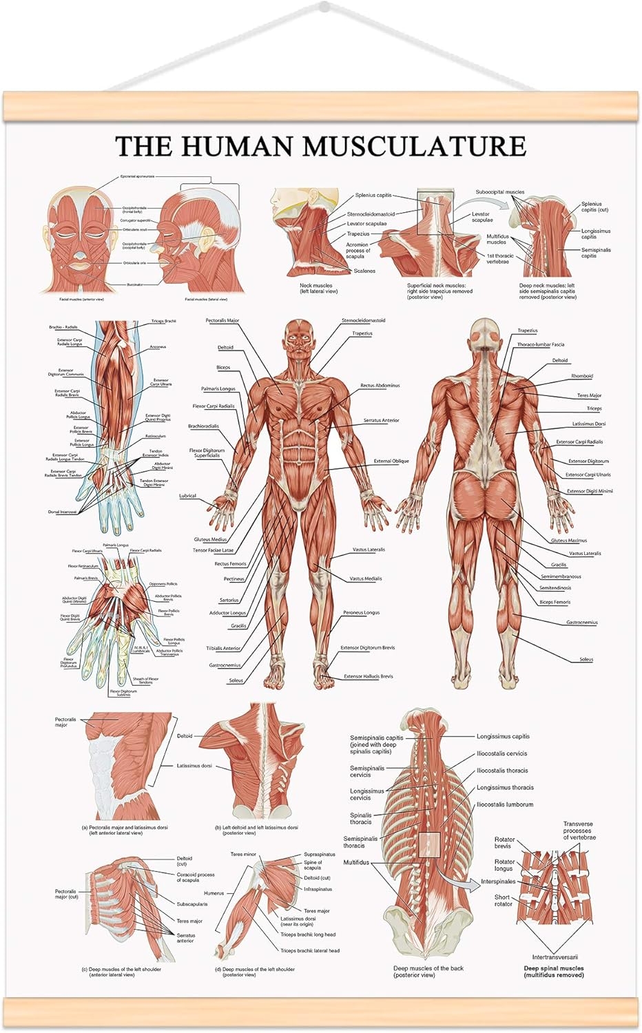 Human Muscular System Chart Canvas Print 16 5x25 Jamaica Ubuy Human Muscular System Chart Canvas Print 16 5x25 Jamaica Ubuy