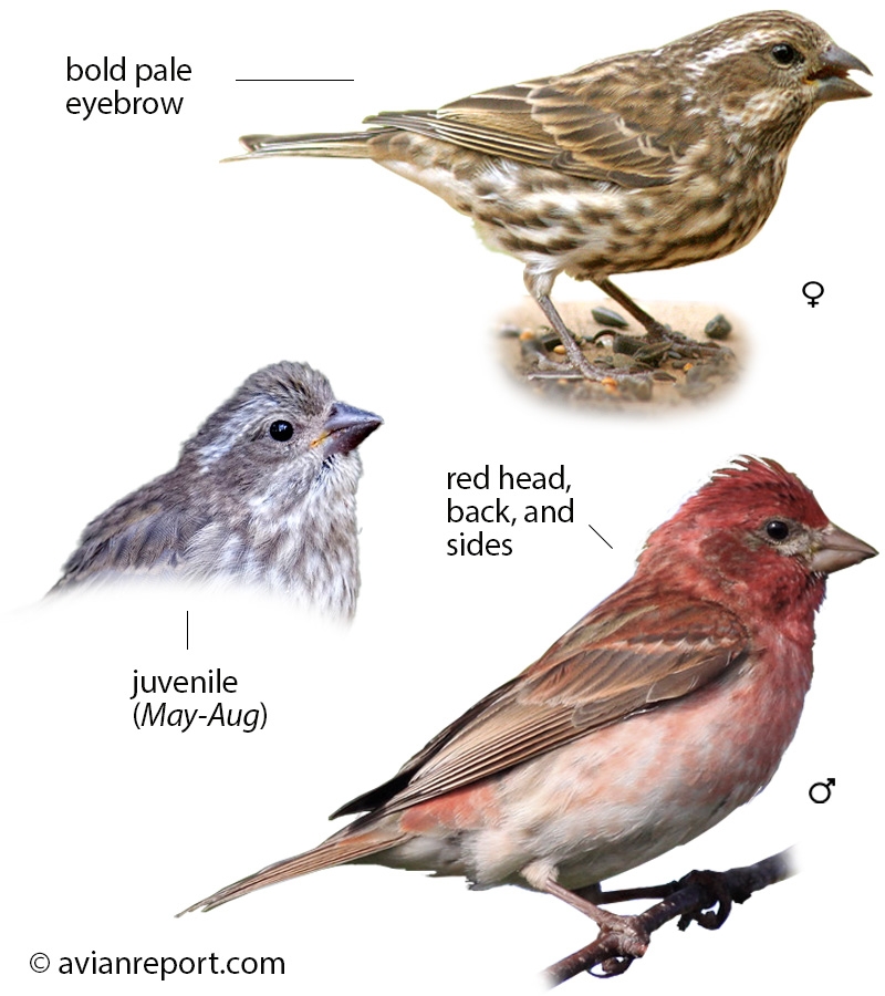 Finches Of Oklahoma Printable Charts Pdf