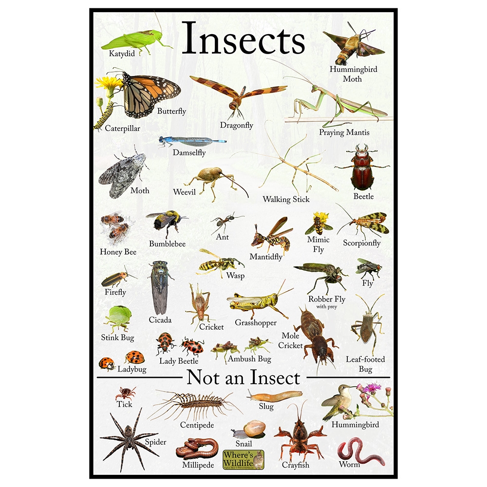 Printable Insect Orders Chart Printable Insect Orders Chart