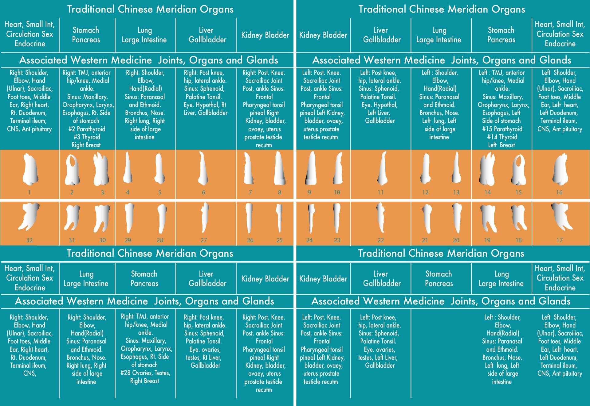 Interactive Meridian Tooth Chart Dr Nicholas J Meyer Interactive Meridian Tooth Chart Dr Nicholas J Meyer
