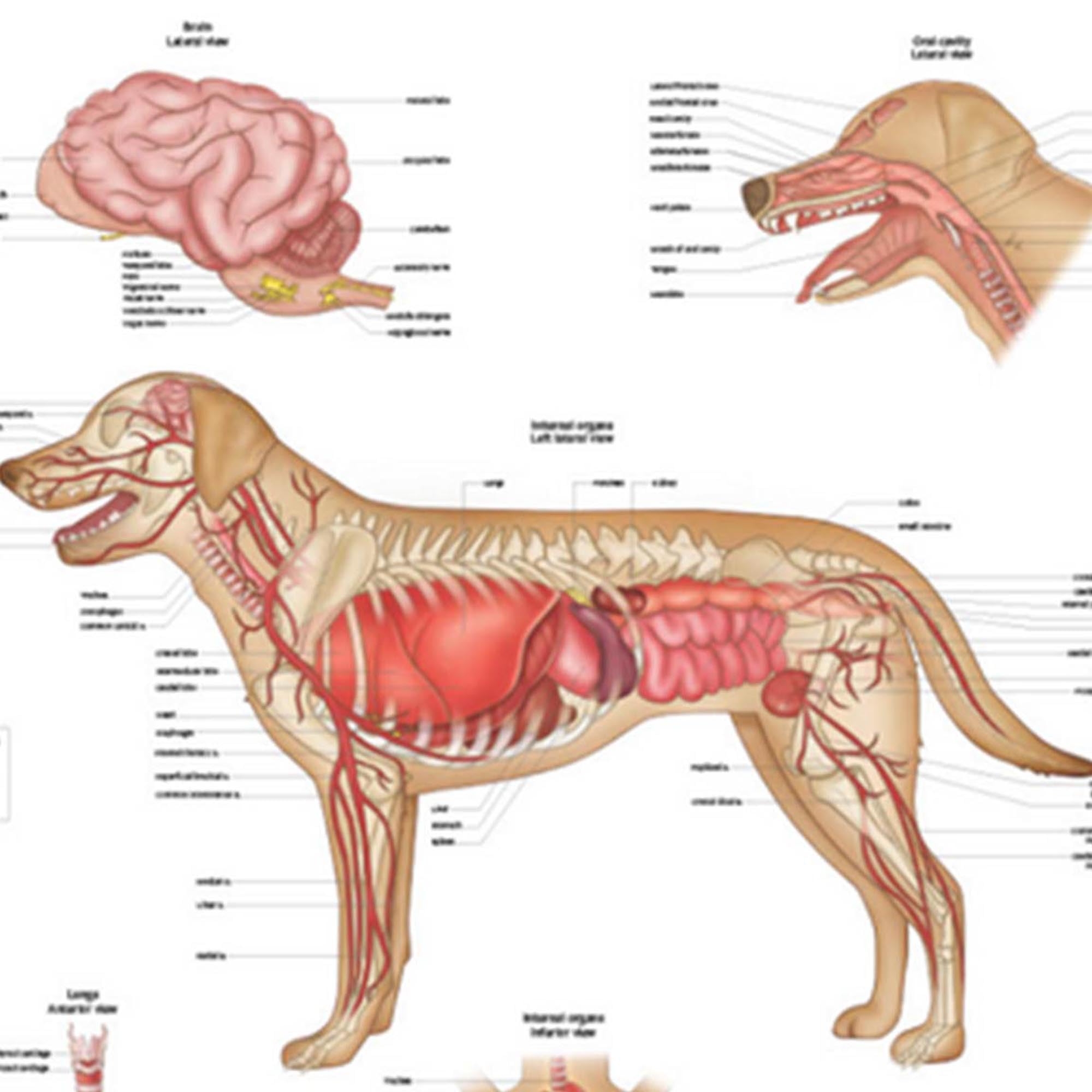 Laminated Anatomy Diagrams Canine Anatomy Poster Set 3 Pack Laminated Veterinary Charts For Dog Anatomy Study Dog Skeletal System Poster
