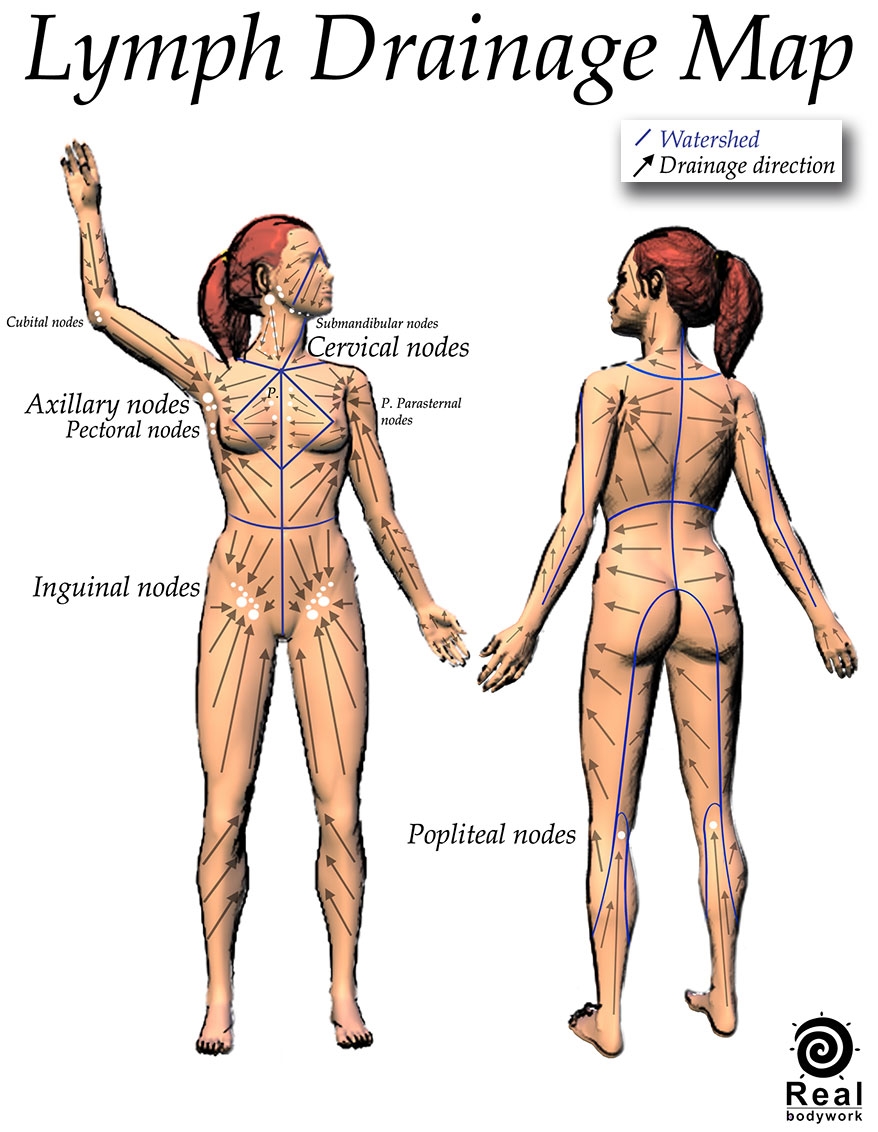 Lymph Drainage Map Real Bodywork