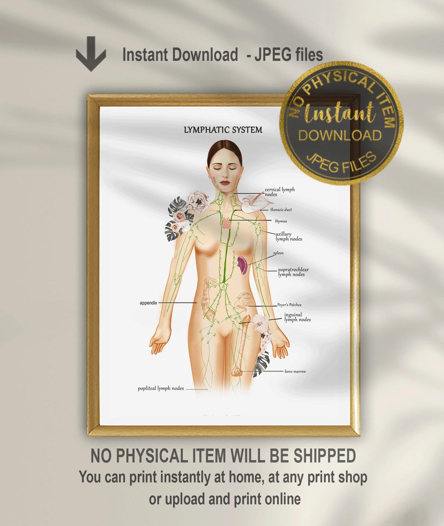 Lymphatic Drainage Chart Etsy