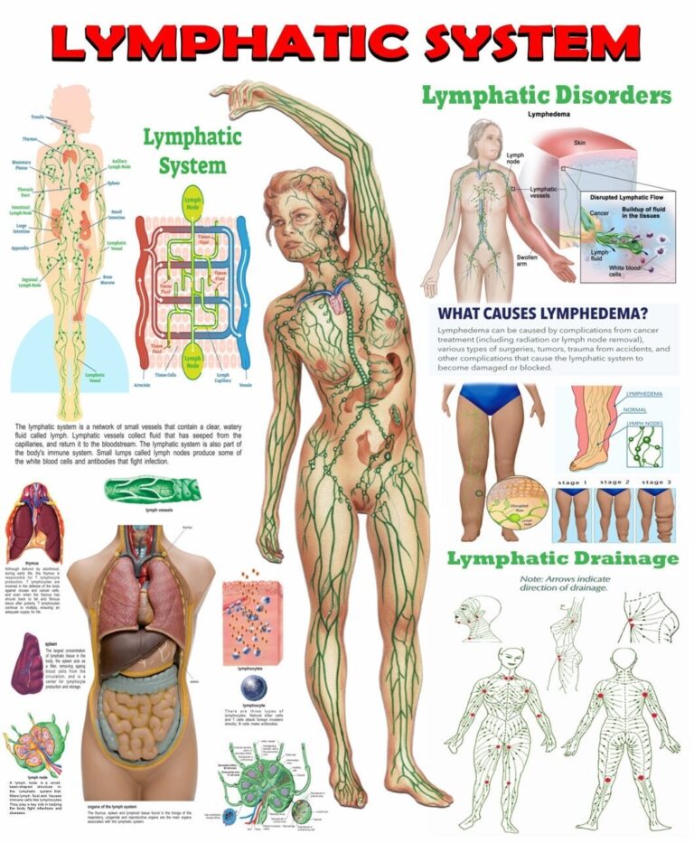 Lymphatic Drainage Chart Etsy