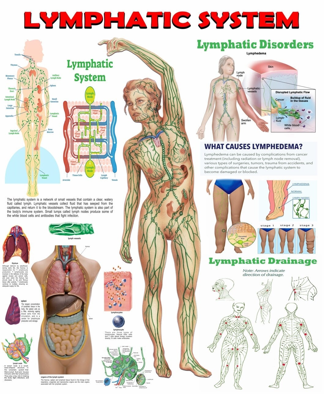 Lymphatic Drainage Chart Etsy
