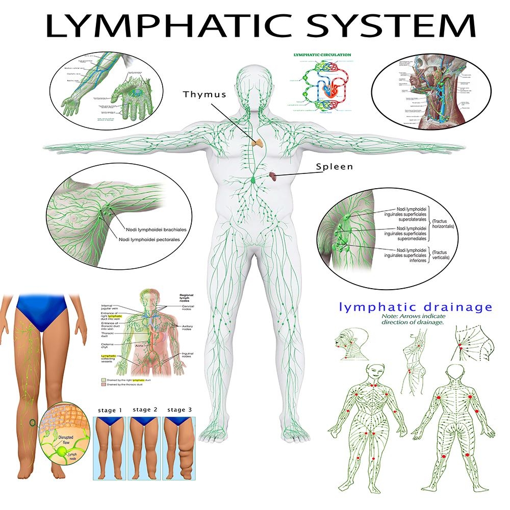 Lymphatic Drainage Map Etsy