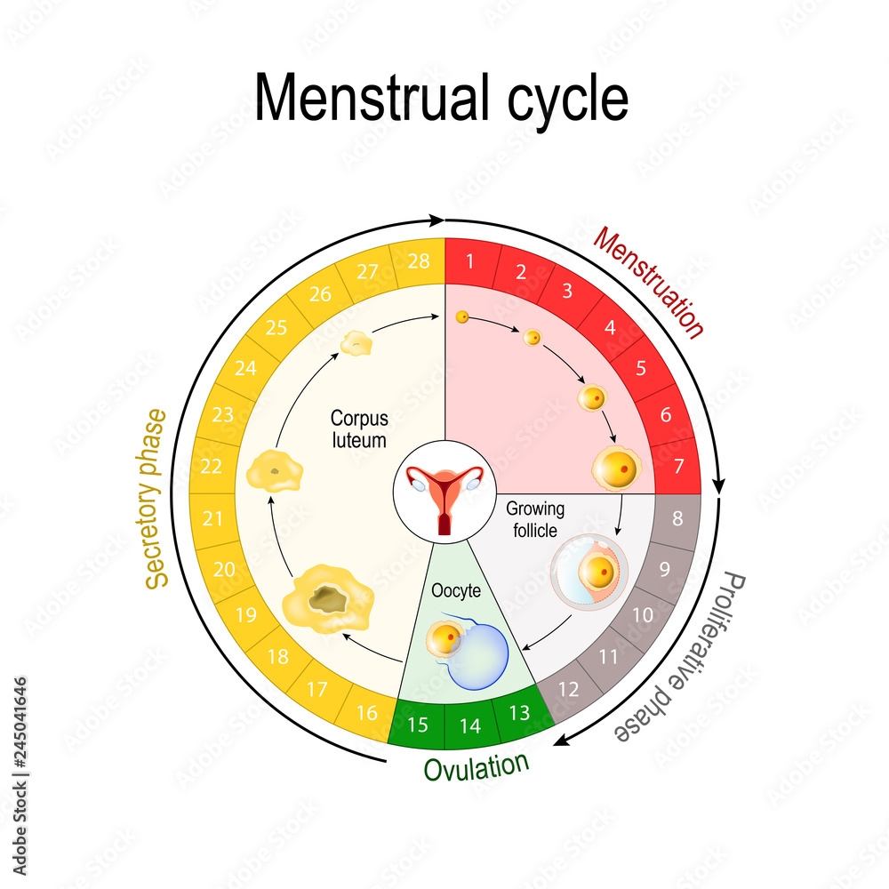 Menstrual Cycle Chart Stock Vector Adobe Stock