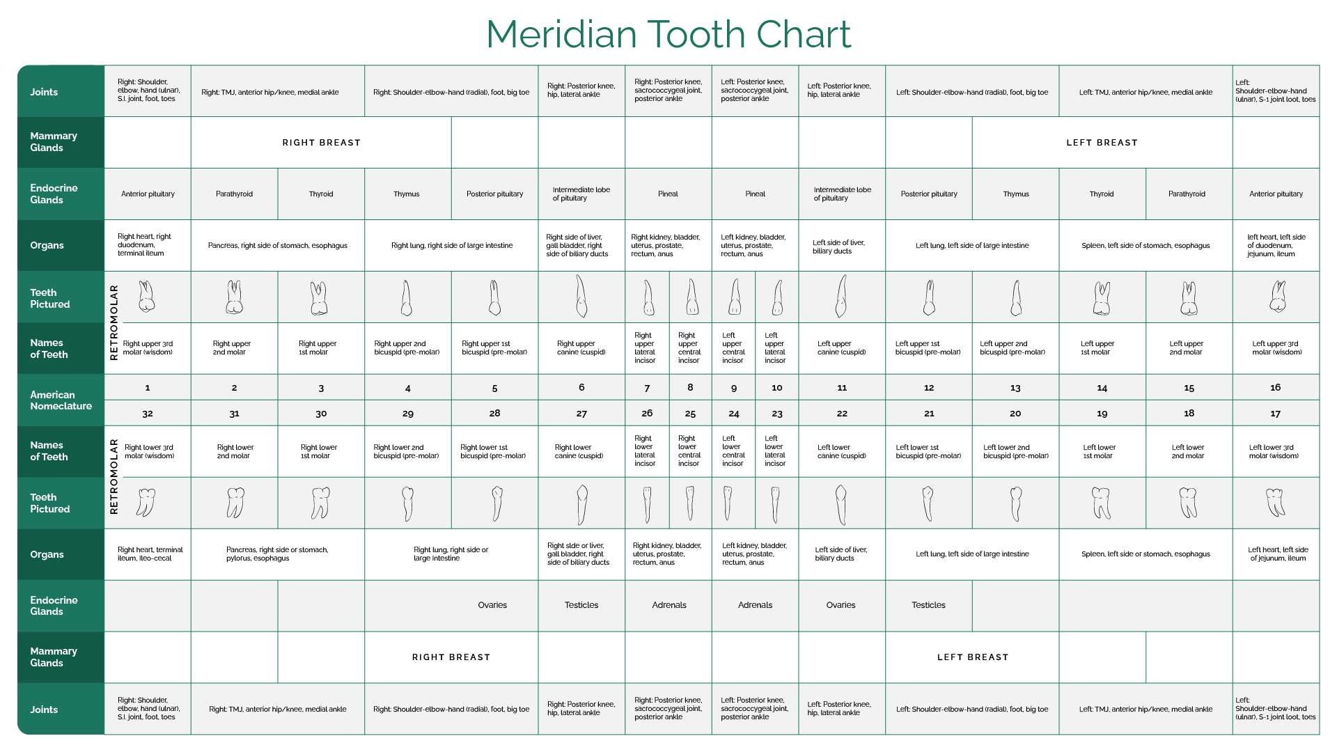 Meridian Tooth Chart Wisconsin s 1 Biological Holistic Dentist Meridian Tooth Chart Wisconsin s 1 Biological Holistic Dentist