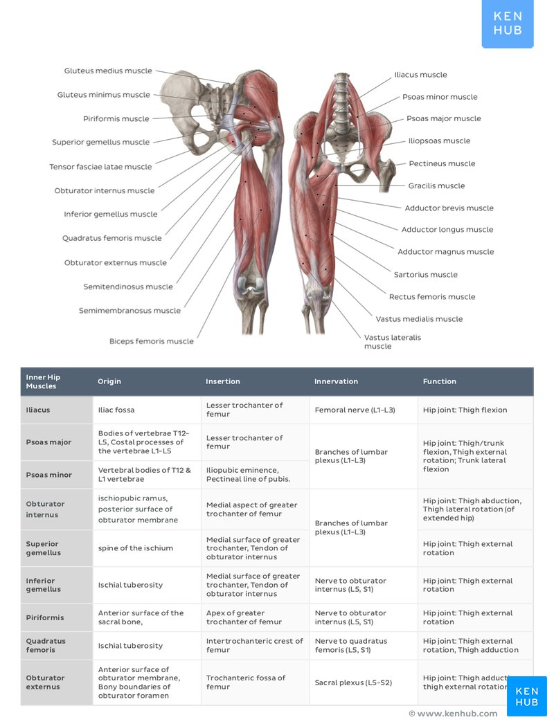 Muscle Anatomy Reference Charts Free PDF Download Kenhub Muscle Anatomy Reference Charts Free PDF Download Kenhub