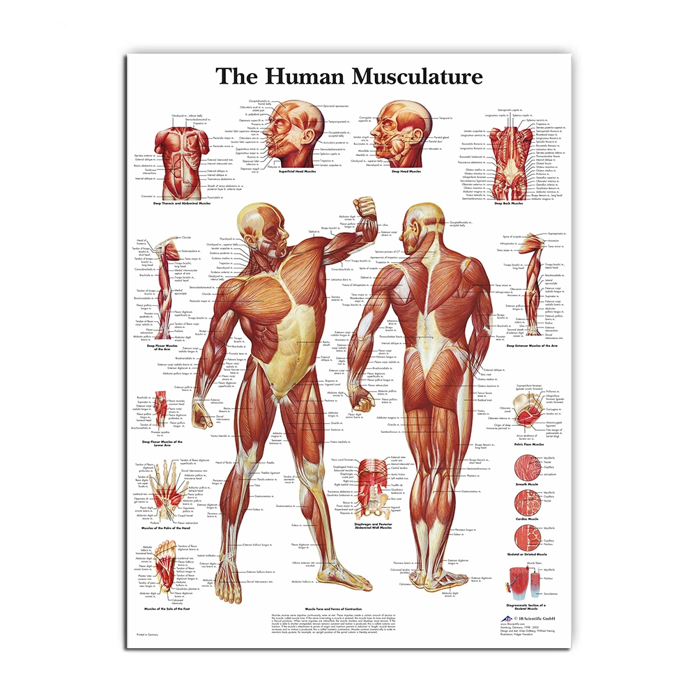 Muscle Body Male Female Musculoskeletal System Human Anatomy Educational Chart Cool Wall Art Print Poster 24x36 Poster Foundry Anatomy Poster