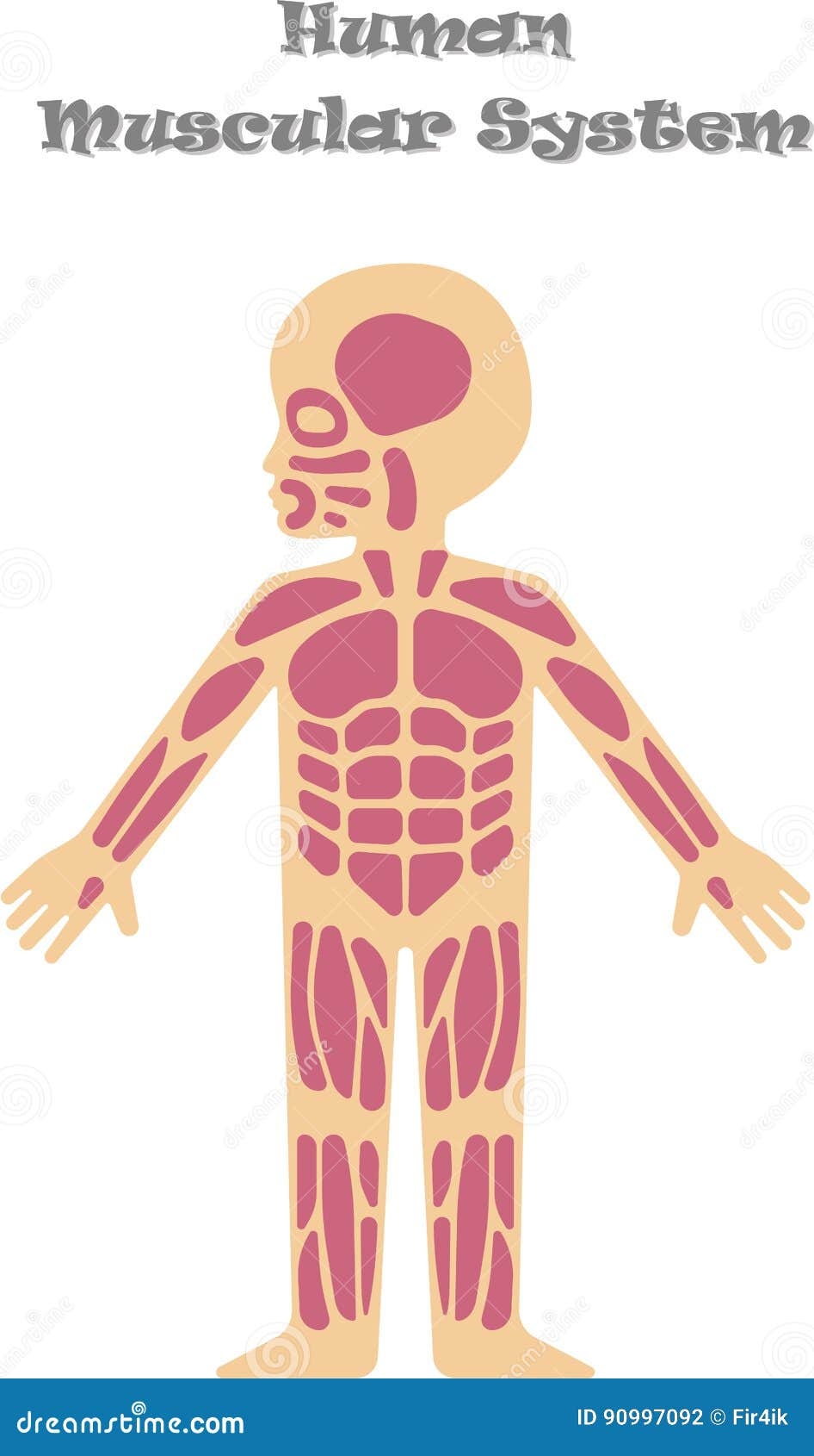 Muscular System Kids Stock Illustrations 30 Muscular System Kids Stock Illustrations Vectors Clipart Dreamstime