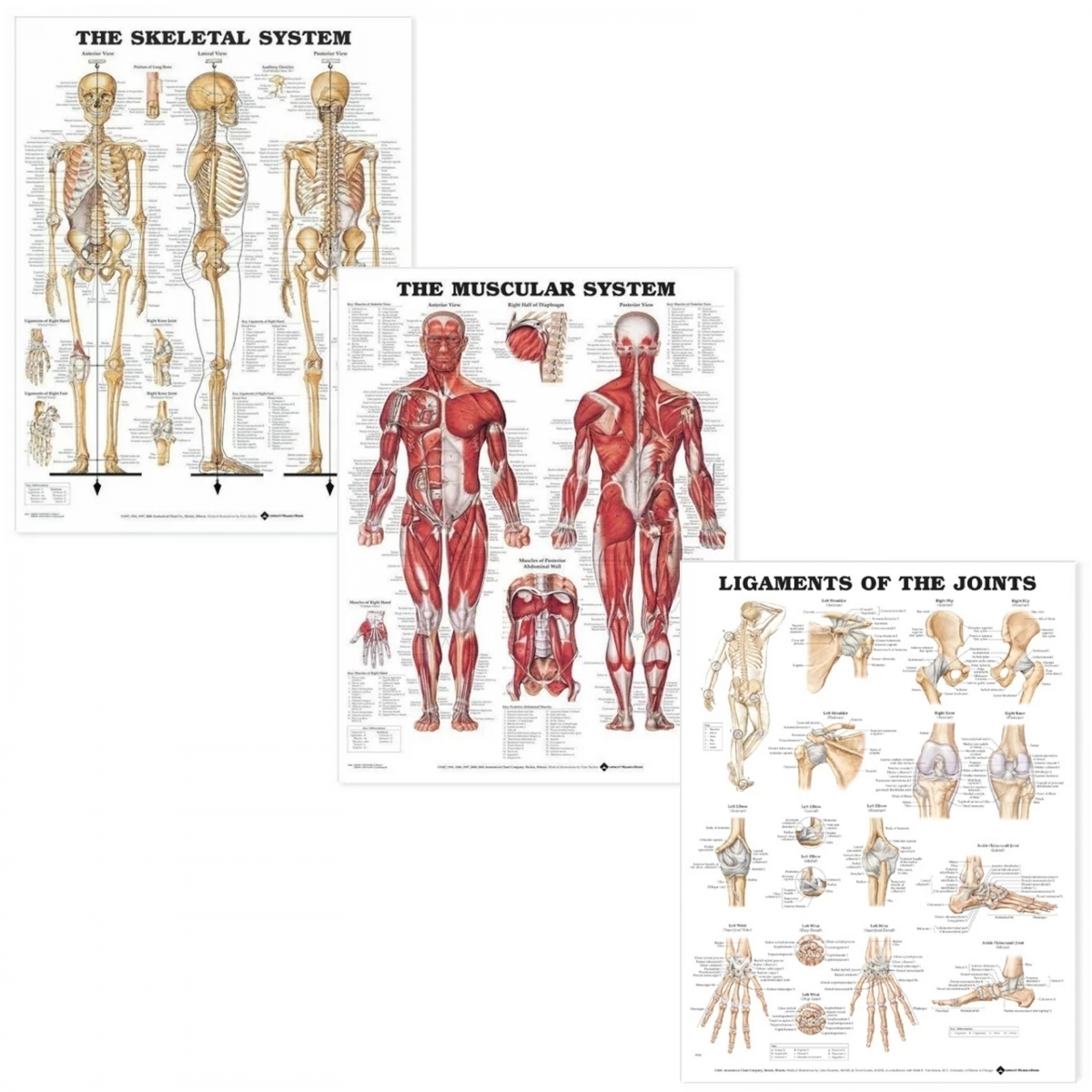 Myaskro Skeletal Muscular Ligaments Of The Joints Charts 52 70