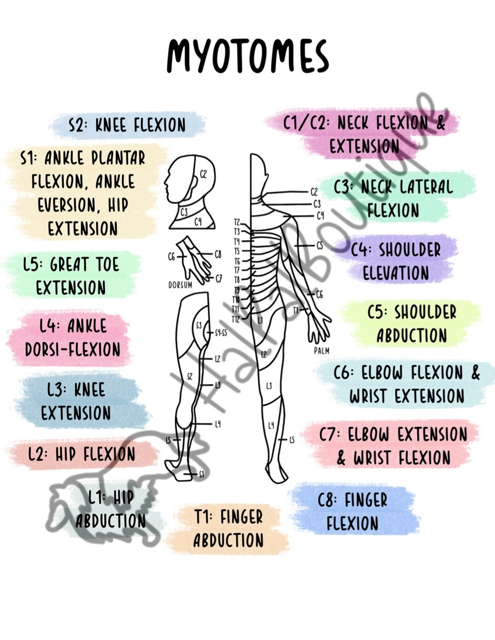 Myotomes Occupational Therapy Spinal Cord Injury SCI Physical Therapy Digital Art Etsy