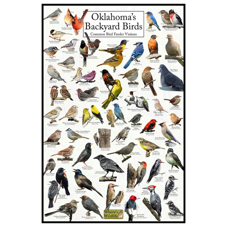 Oklahoma s Backyard Birds Poster Oklahoma Bird Chart Birds At Your Bird Feeder