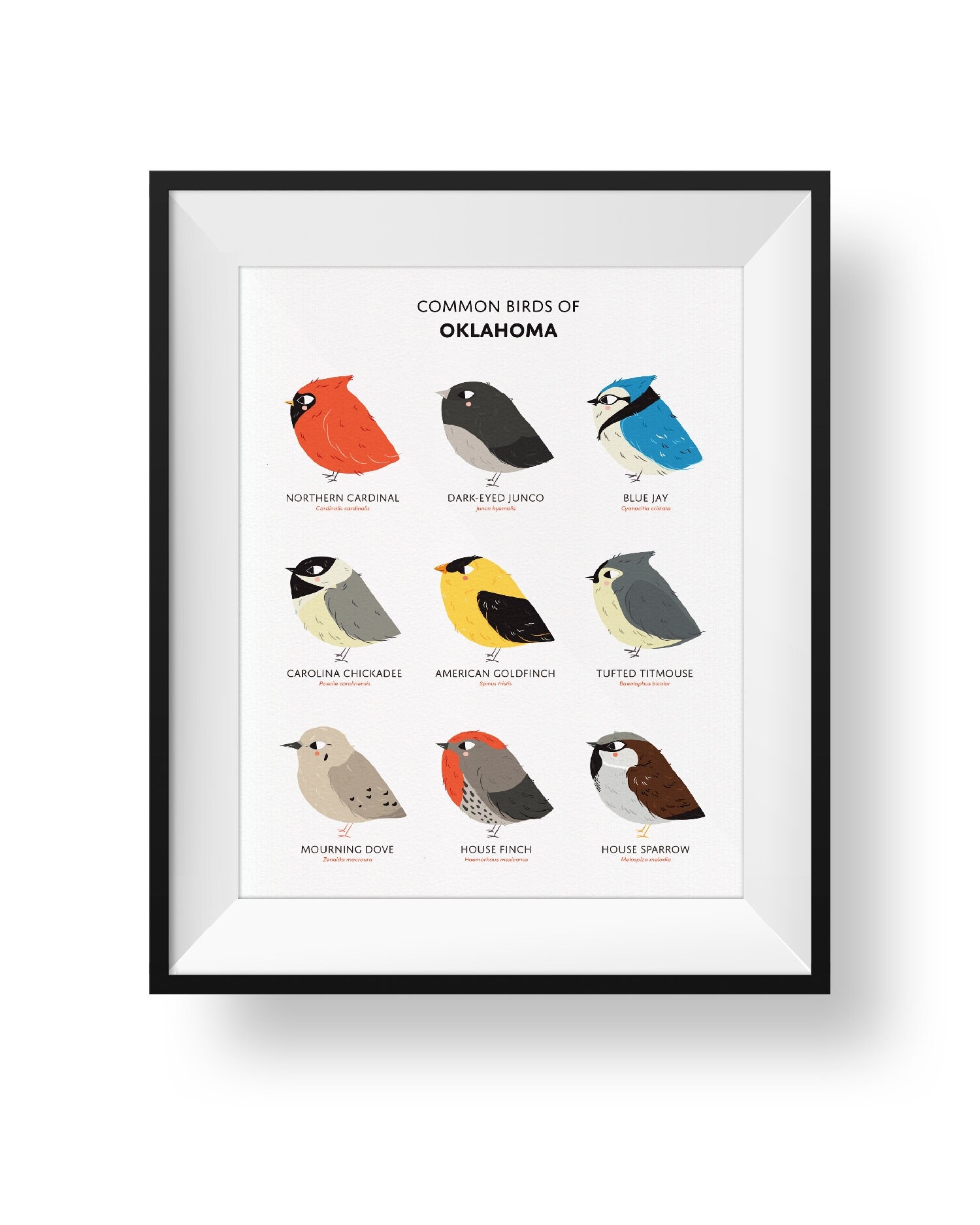 Oklahoma State Birds Art Print Illustrated Field Guide Etsy