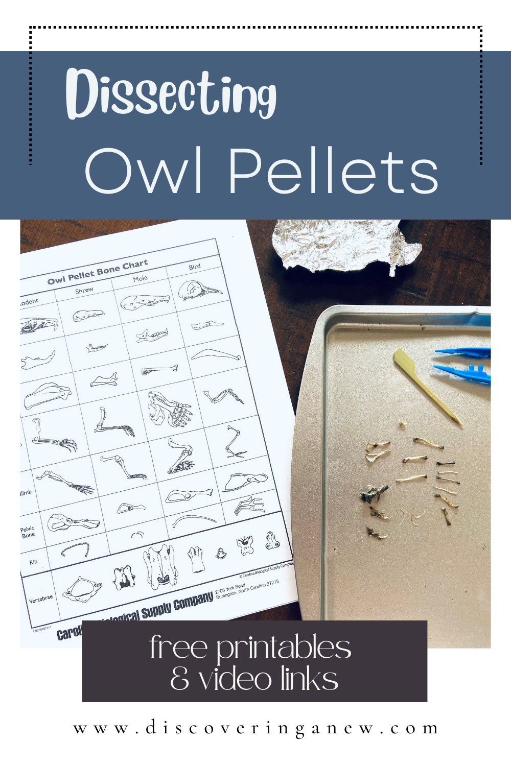 Owl Pellets Free Printable Owl Pellet Bone Sorting Chart Dissecting Kit For Kids Owl Pellets Free Printable Owl Pellet Bone Sorting Chart Dissecting Kit For Kids