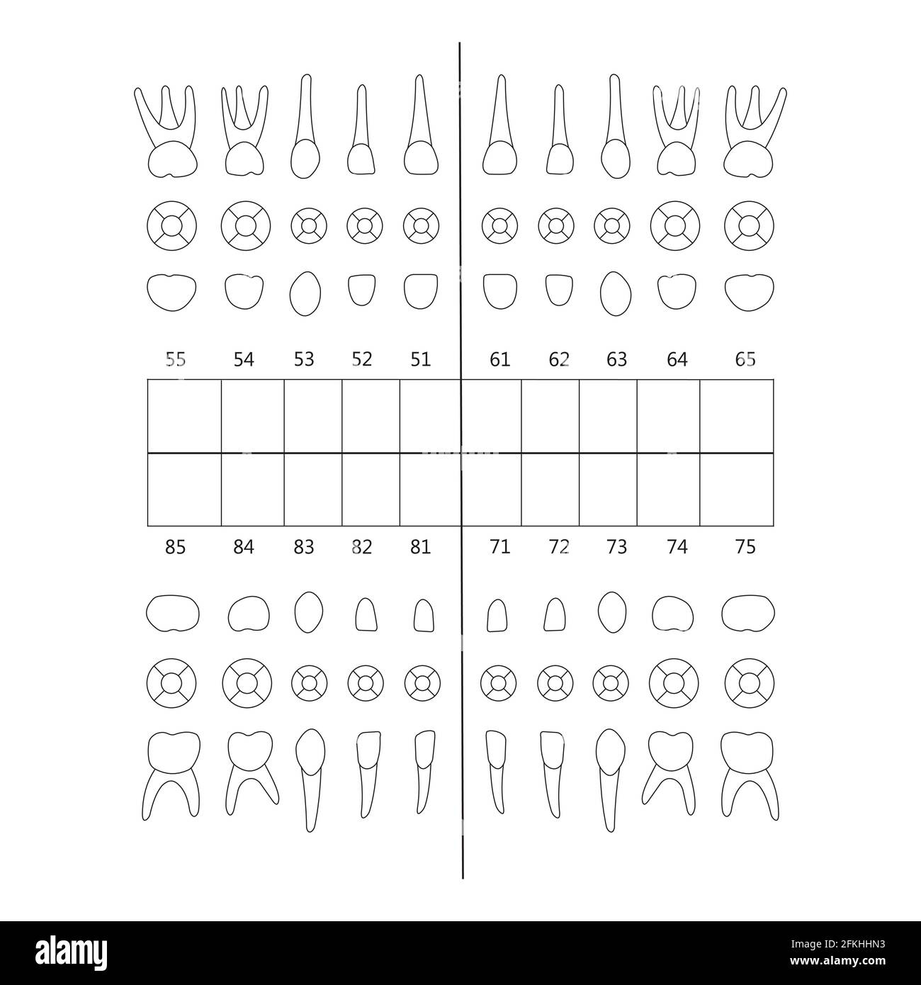 Primary Tooth Stock Vector Images Alamy