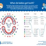 Printable Baby Teething Chart 6 12 Months Until 3 Years Old
