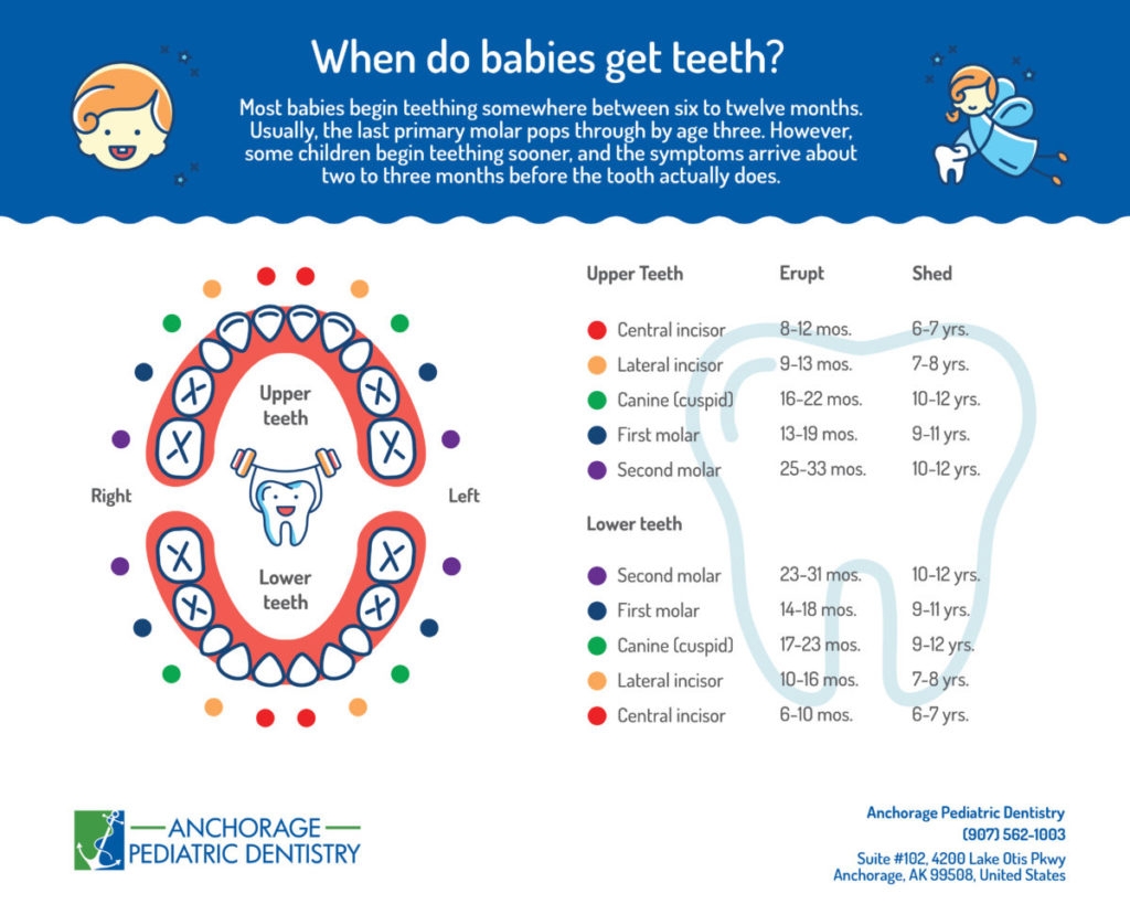 Printable Baby Teething Chart 6 12 Months Until 3 Years Old Printable Baby Teething Chart 6 12 Months Until 3 Years Old