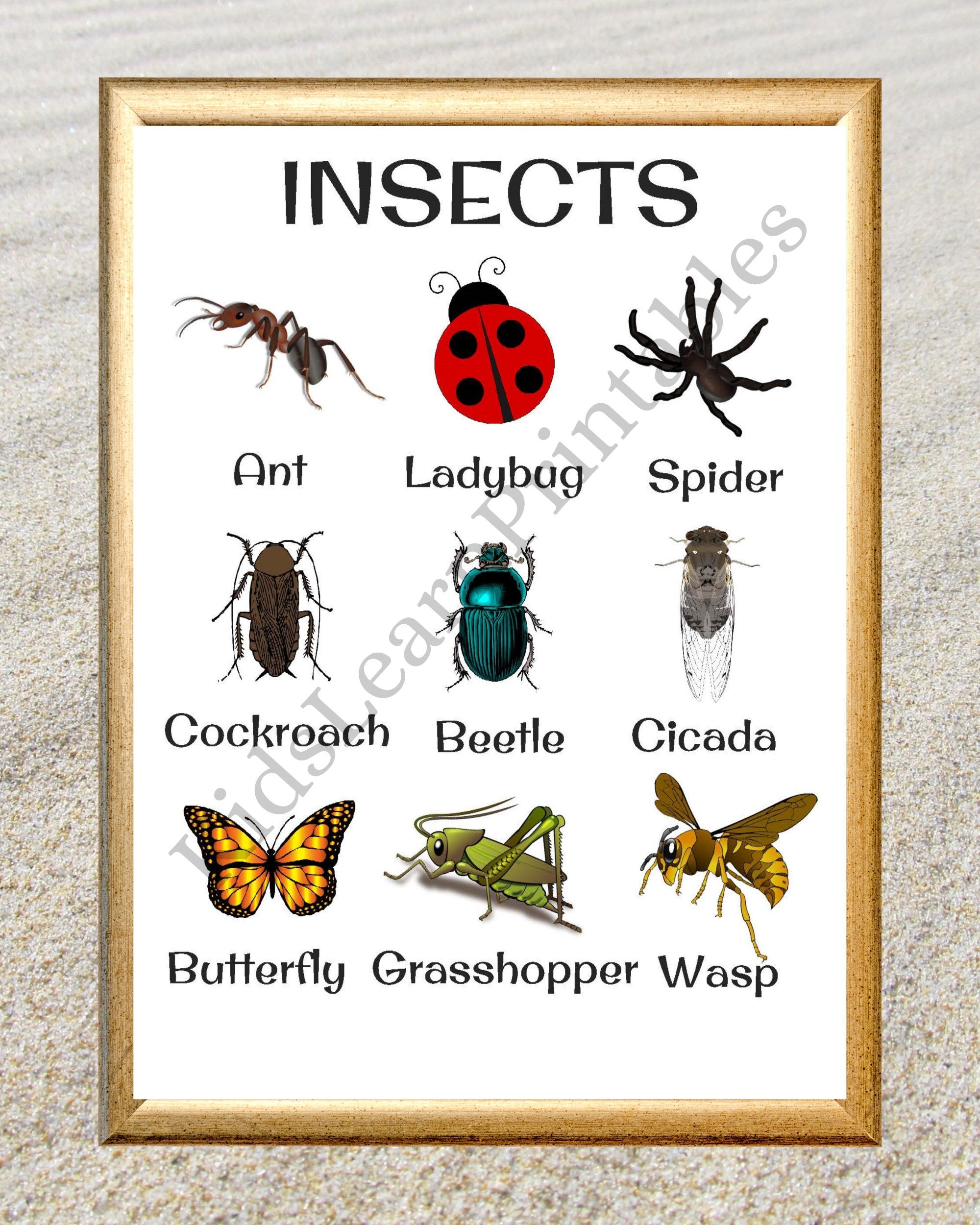 Printable Insects Words Chart Educational Home Learning 8 5 X 11 Inch Instant Download PDF Etsy Printable Insects Words Chart Educational Home Learning 8 5 X 11 Inch Instant Download PDF Etsy