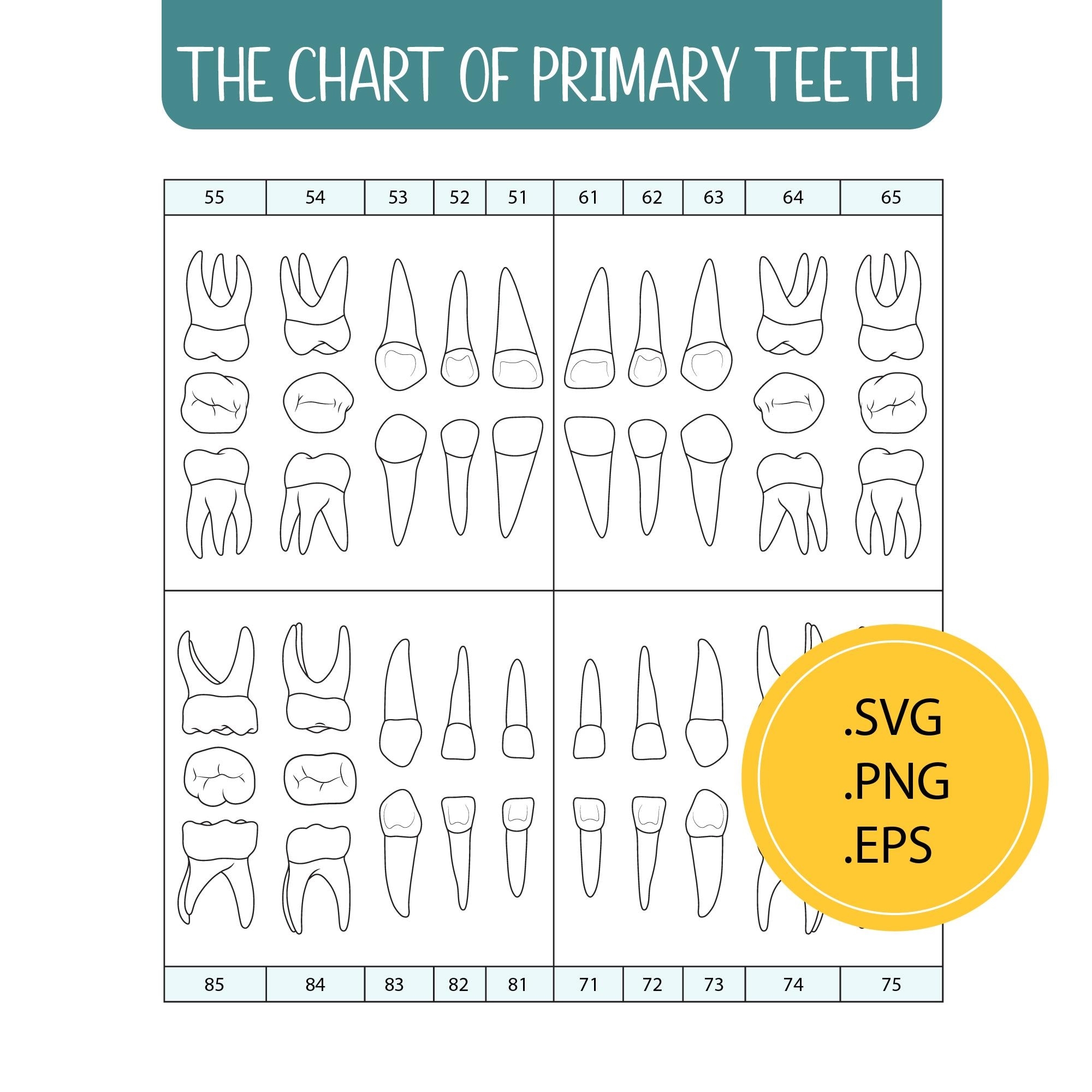 Printable Tooth Chart With Numbers Etsy