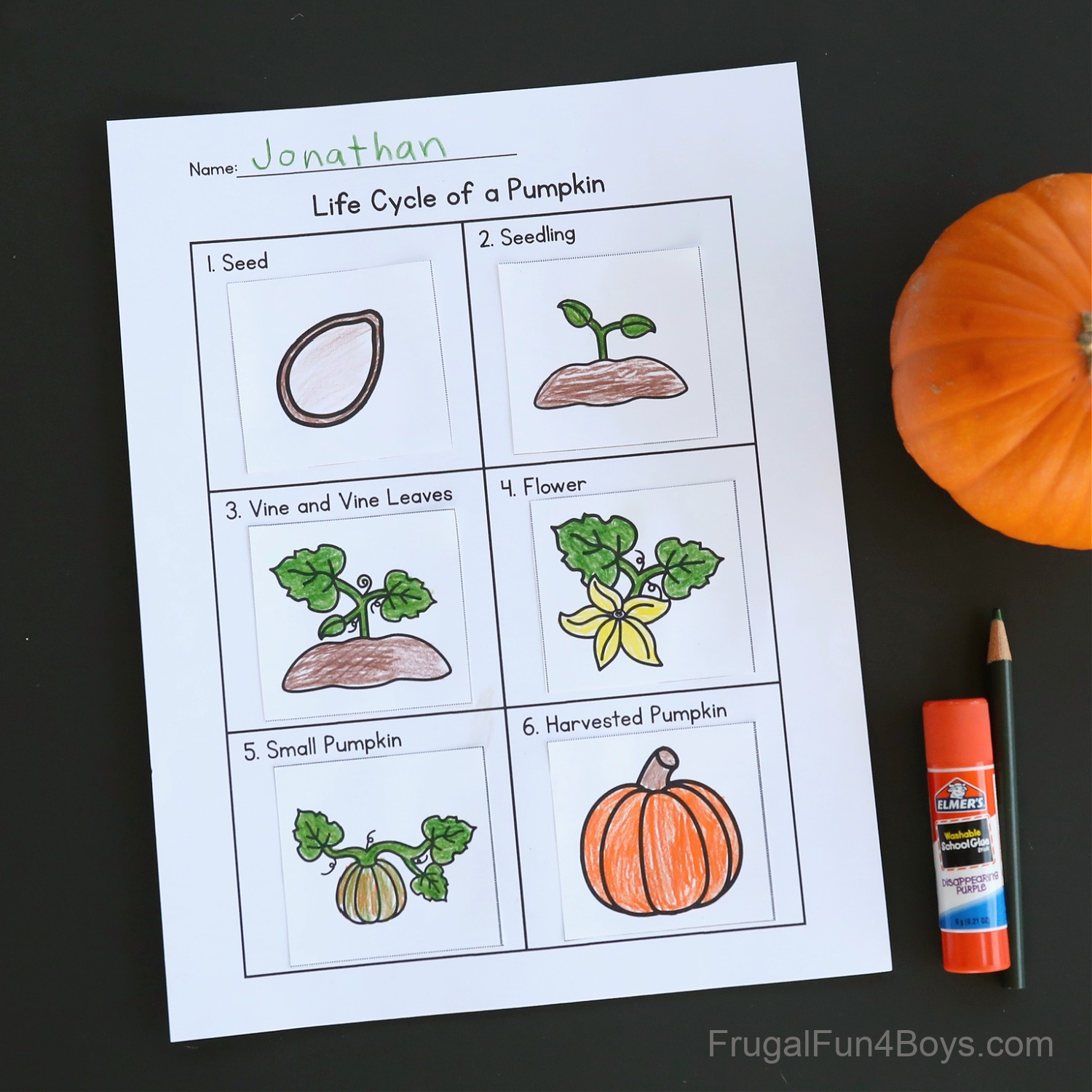 Pumpkin Life Cycle Activity Printable Frugal Fun For Boys And Girls Pumpkin Life Cycle Activity Printable Frugal Fun For Boys And Girls