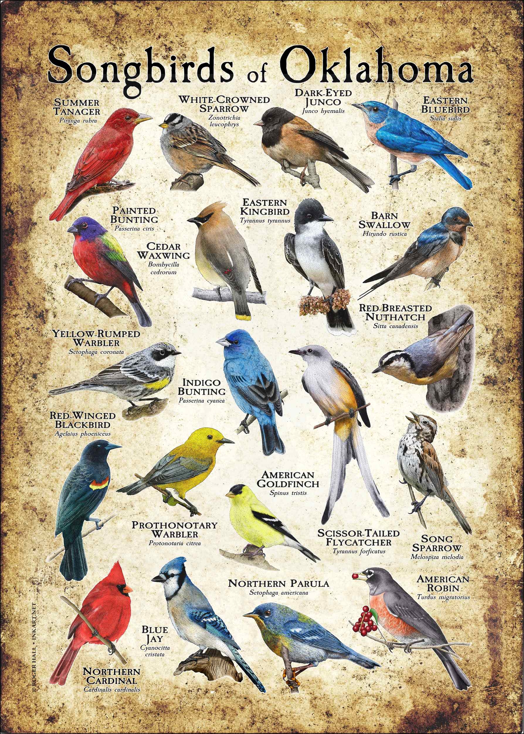 Songbirds Of Oklahoma Poster Print