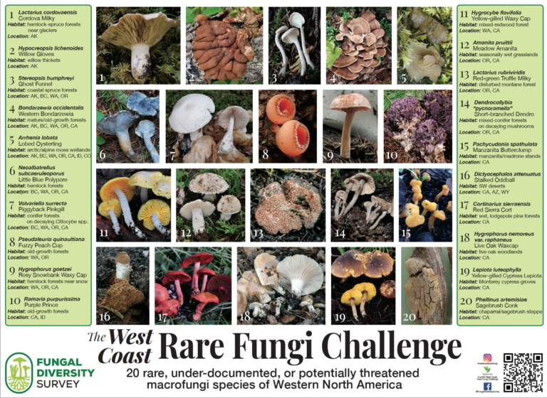 Sonoma County Mycological Association Events Calendar