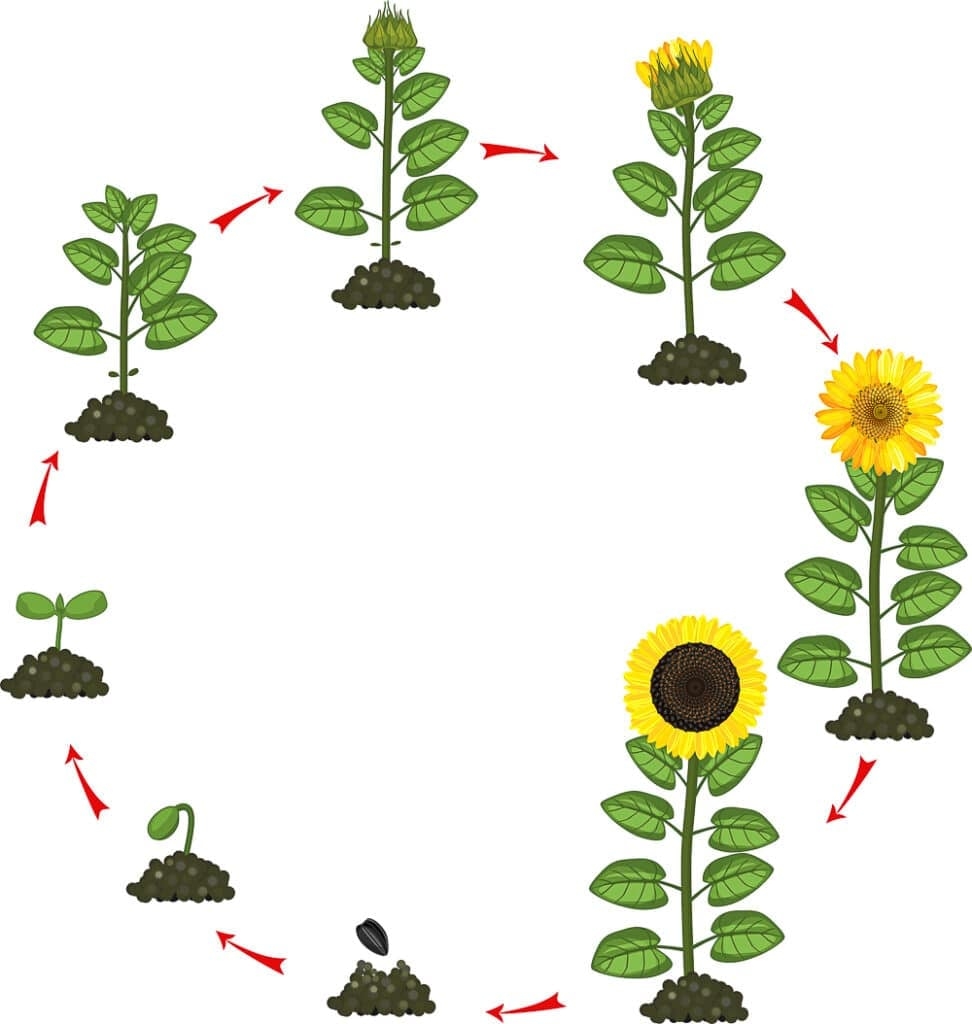 Sunflower Growth Stages A Complete Guide