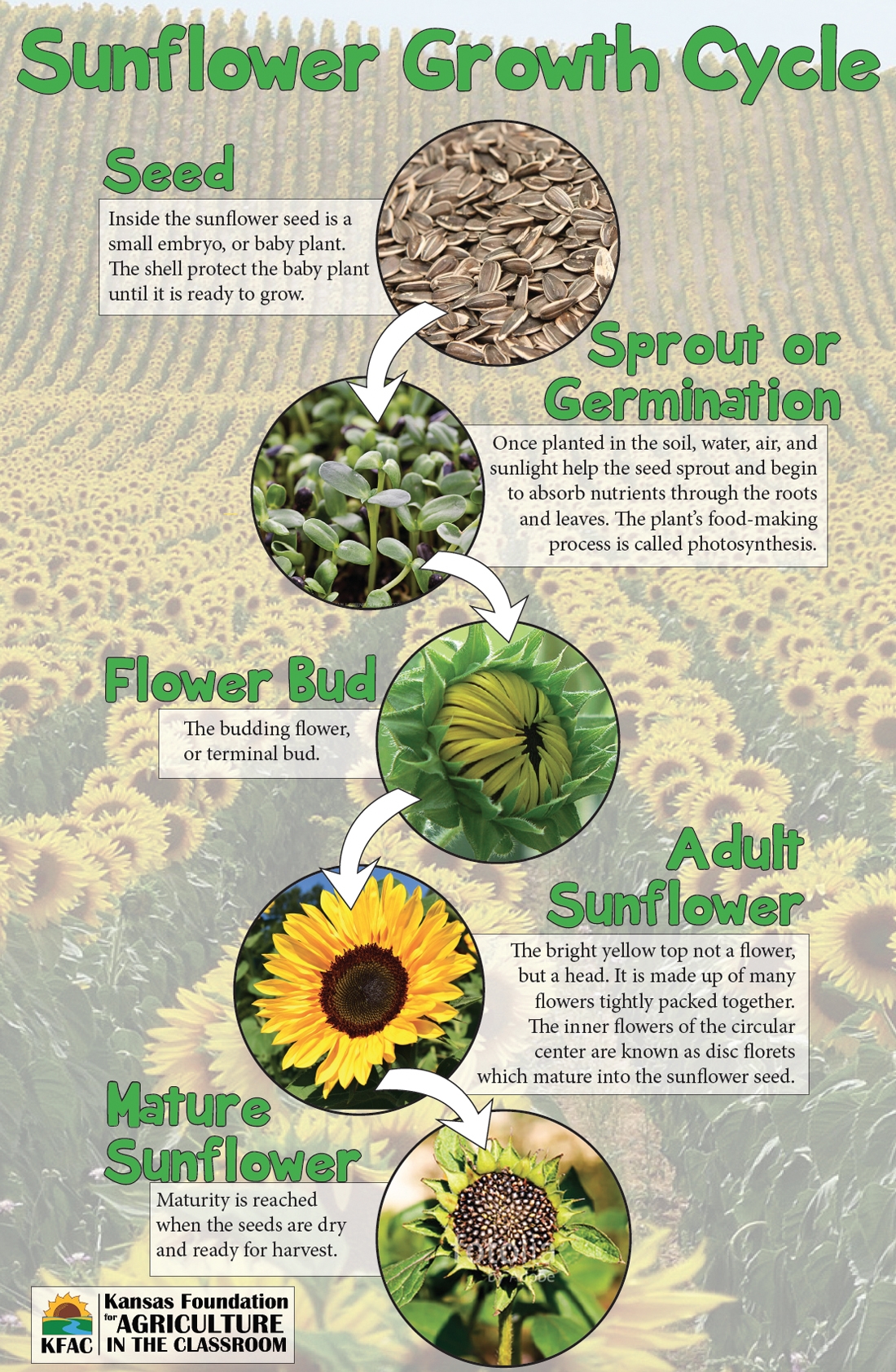Sunflower Growth Stages Kansas Foundation For Agriculture In The Classroom