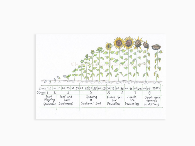 Sunflower Growth Tracker Spoonful Of Joy