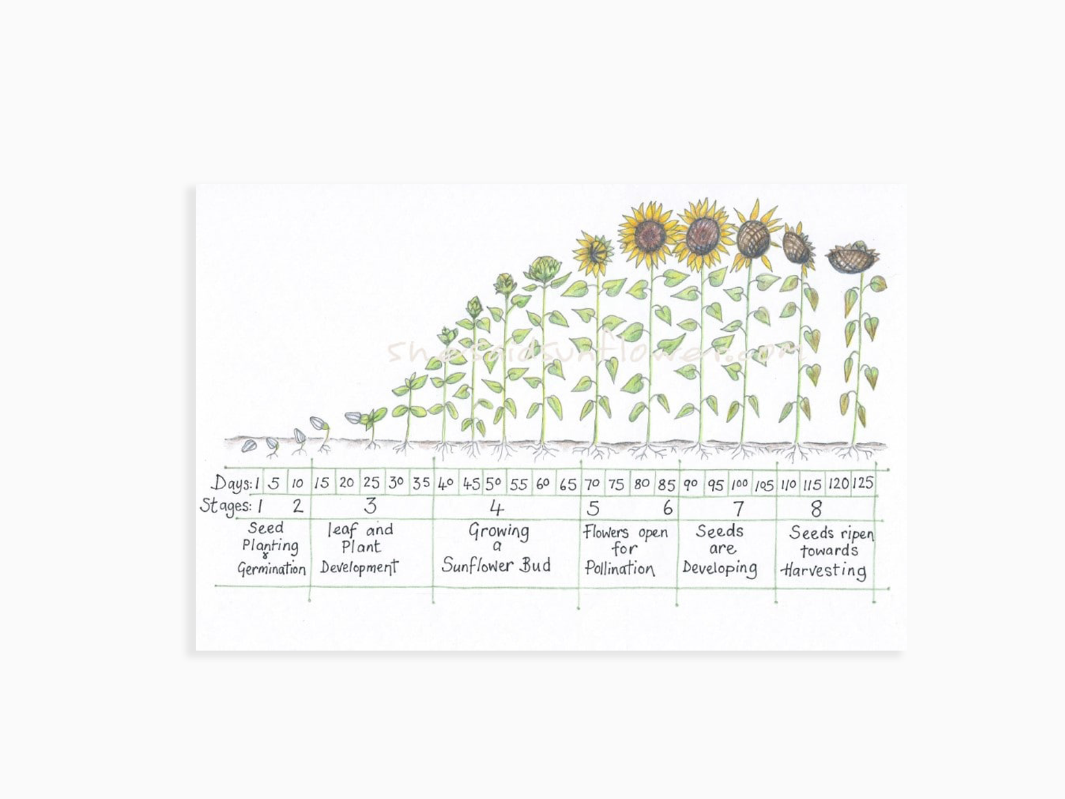 Sunflower Growth Tracker Spoonful Of Joy