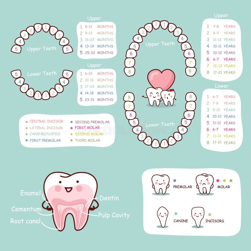 Teeth Eruption Chart Stock Illustrations 160 Teeth Eruption Chart Stock Illustrations Vectors Clipart Dreamstime Teeth Eruption Chart Stock Illustrations 160 Teeth Eruption Chart Stock Illustrations Vectors Clipart Dreamstime