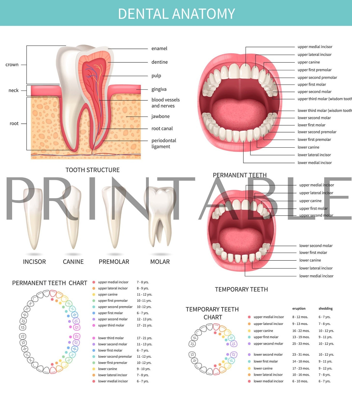 Teeth Organ Chart Etsy