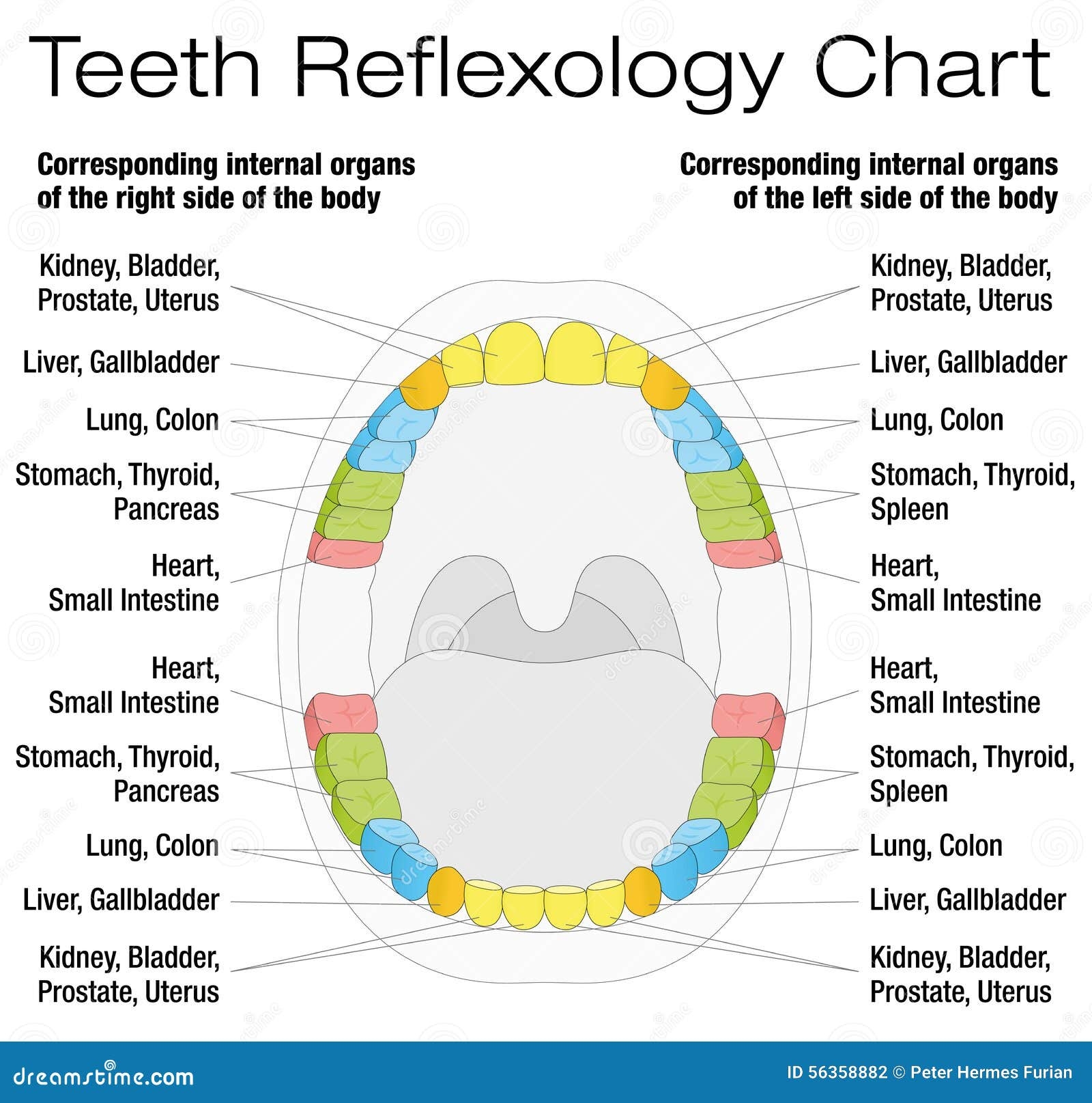 Printable Tooth Organ Chart