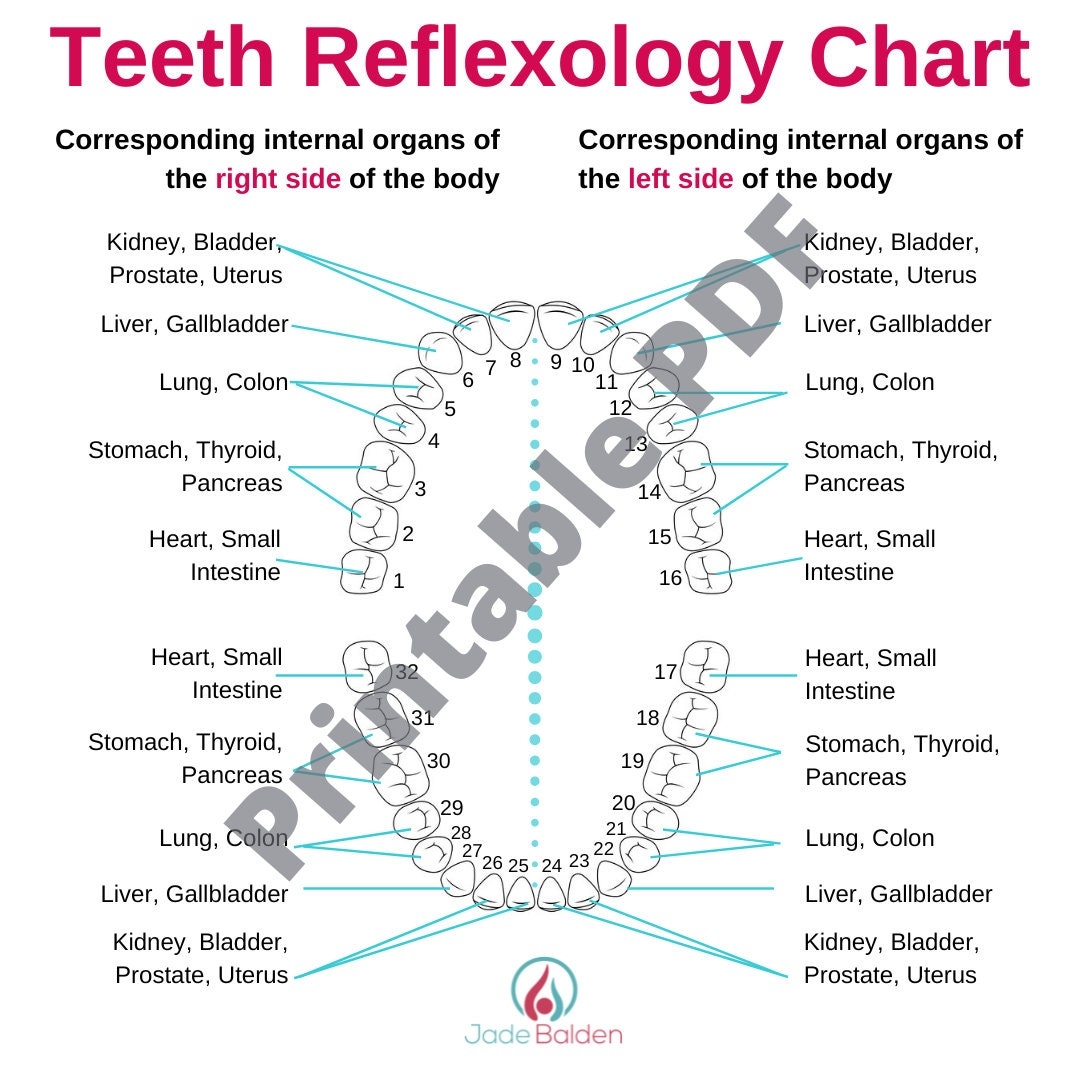 Teeth Reflexology Chart PDF Printable Etsy