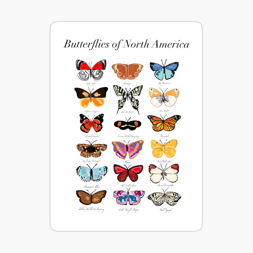 The Butterflies Of North America Poster For Sale By Annakorenbrandt Redbubble